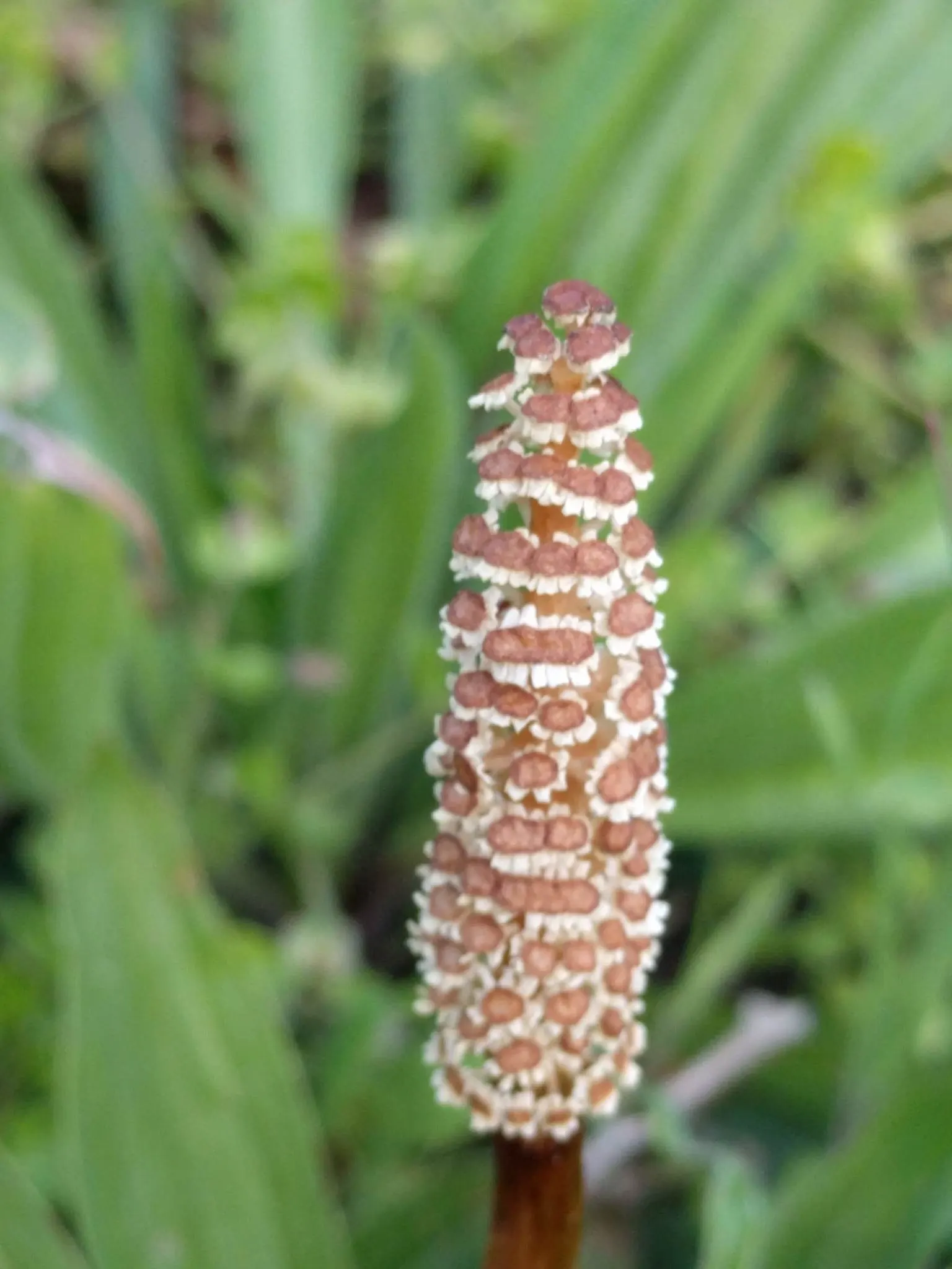Horsetail (Equisetum Hyemale) — making it a perfect choice for water gardens; as a non-flowering plant, it provides year-round visual interest with, image 113
