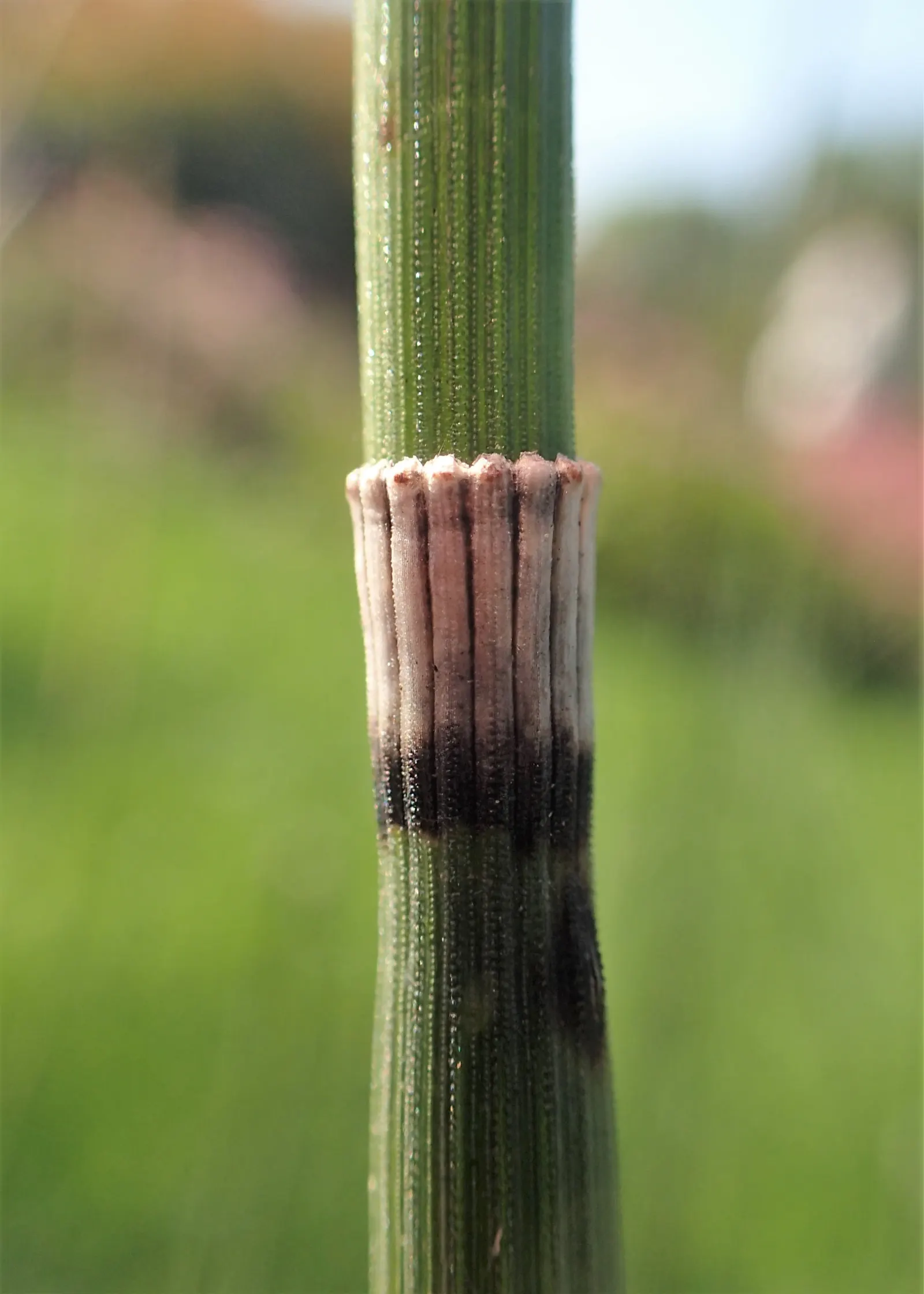 Horsetail (Equisetum Hyemale) — whorled leaves that fuse into black-banded; is a perennial fern ally characterized by its striking