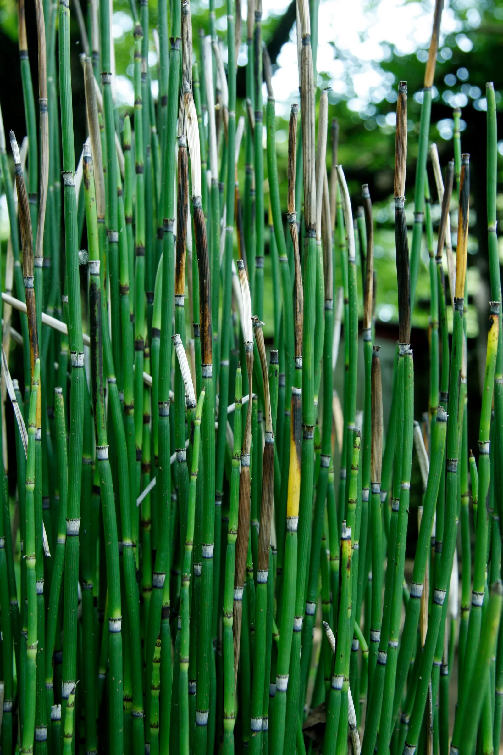 Horsetail (Equisetum Hyemale) — commonly known as Horsetail or Scouring Rush; horsetail is a compelling choice for clients desiring a modern