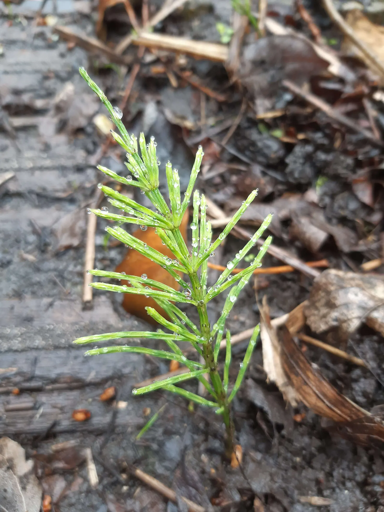 Horsetail (Equisetum Hyemale) — Renowned for its hardiness and distinctive aesthetic; horsetail produces cone-like structures (strobili) at the, image 105
