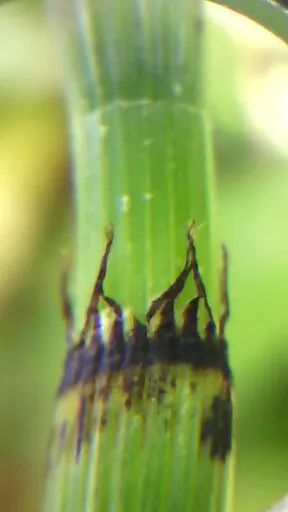 Horsetail (Equisetum Hyemale) — With its striking vertical lines and textural qualities; grass / perennial for half