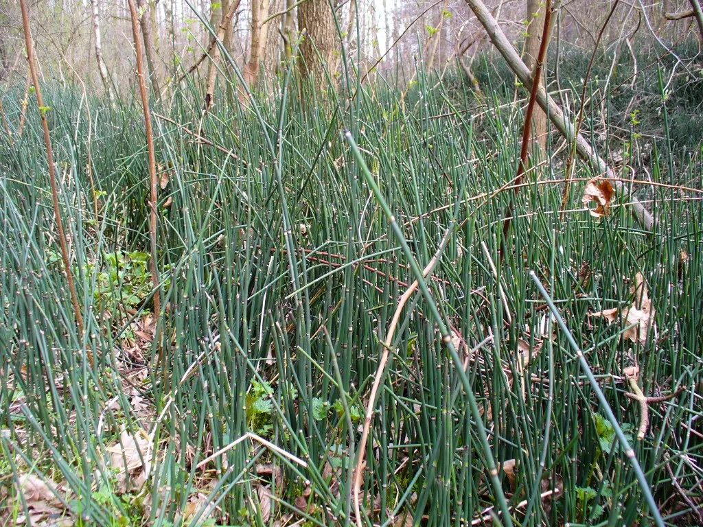 Horsetail (Equisetum Hyemale) — architectural element in their garden space; equisetum hyemale thrives in USDA hardiness zones 4 through 9