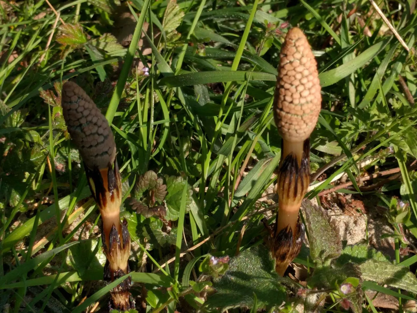 Horsetail (Equisetum Hyemale) — is a perennial fern ally characterized by its striking; whorled leaves that fuse into black-banded, image 98