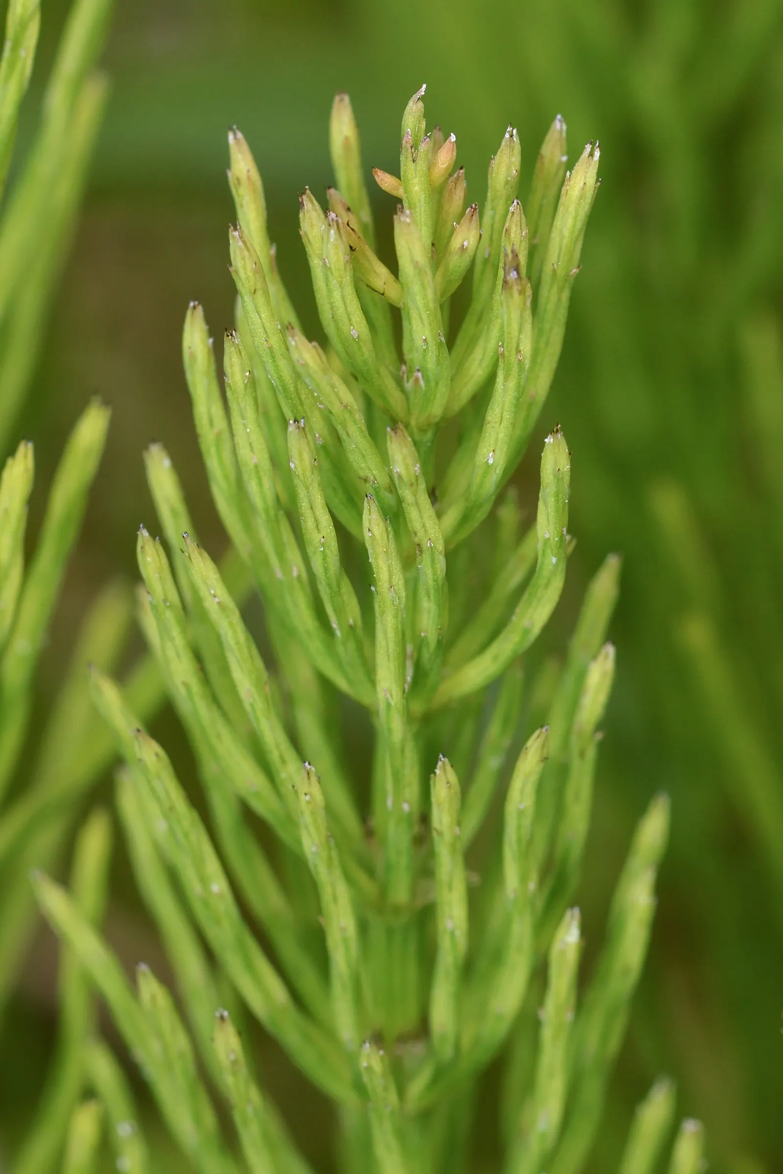 Horsetail (Equisetum Hyemale) — grass / perennial for half; with its striking vertical lines and textural qualities, image 96