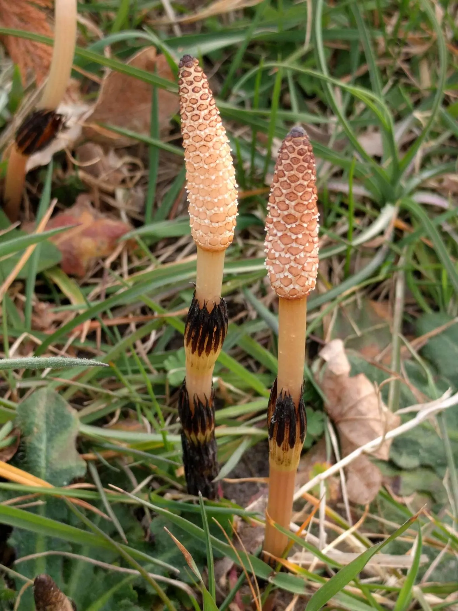 Horsetail (Equisetum Hyemale) — Equisetum hyemale thrives in USDA hardiness zones 4 through 9; architectural element in their garden space, image 110