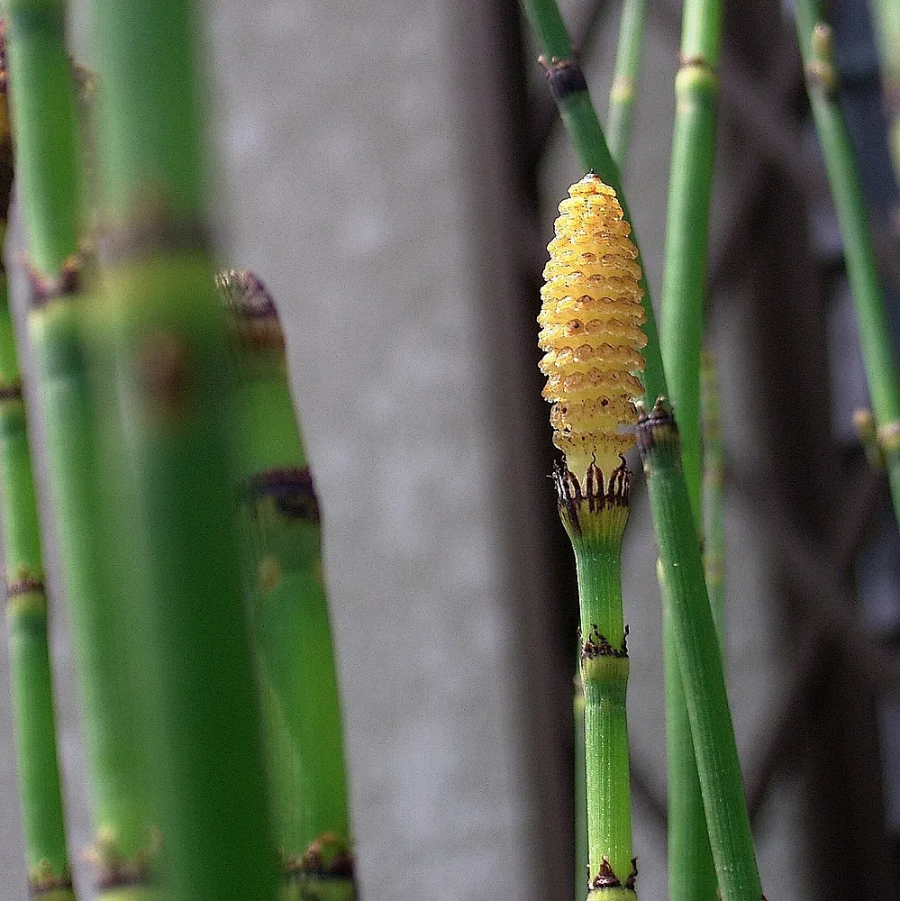 Horsetail (Equisetum Hyemale) — commonly known as Horsetail or Scouring Rush; horsetail is a compelling choice for clients desiring a modern, image 55