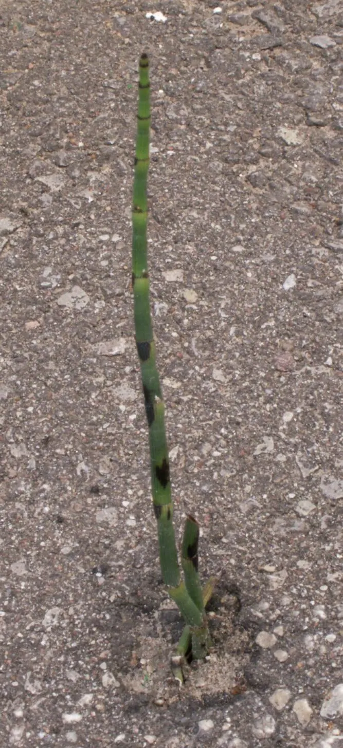 Horsetail (Equisetum Hyemale) — which release spores - a unique trait not found in flowering plants.<br><br>Ideal for soggy; it excels in wet soil conditions