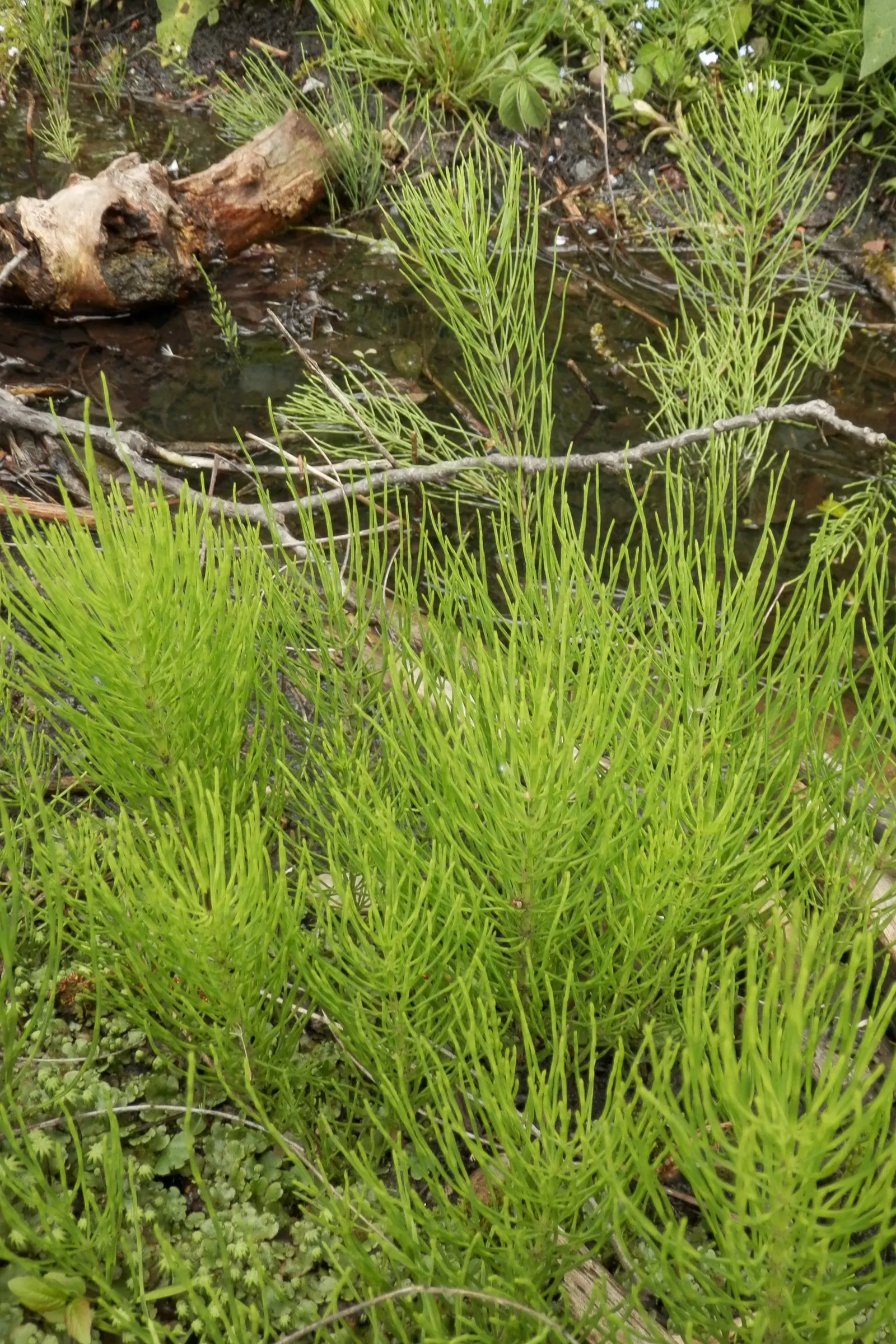 Horsetail (Equisetum Hyemale) — With its striking vertical lines and textural qualities; grass / perennial for half, image 93