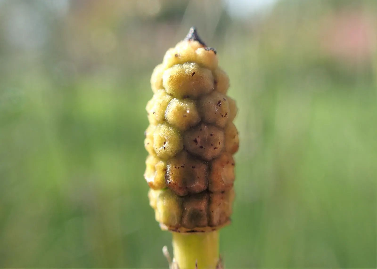 Horsetail (Equisetum Hyemale) — is a perennial fern ally that can inject structural elegance into any landscape design; the plant thrives in moist