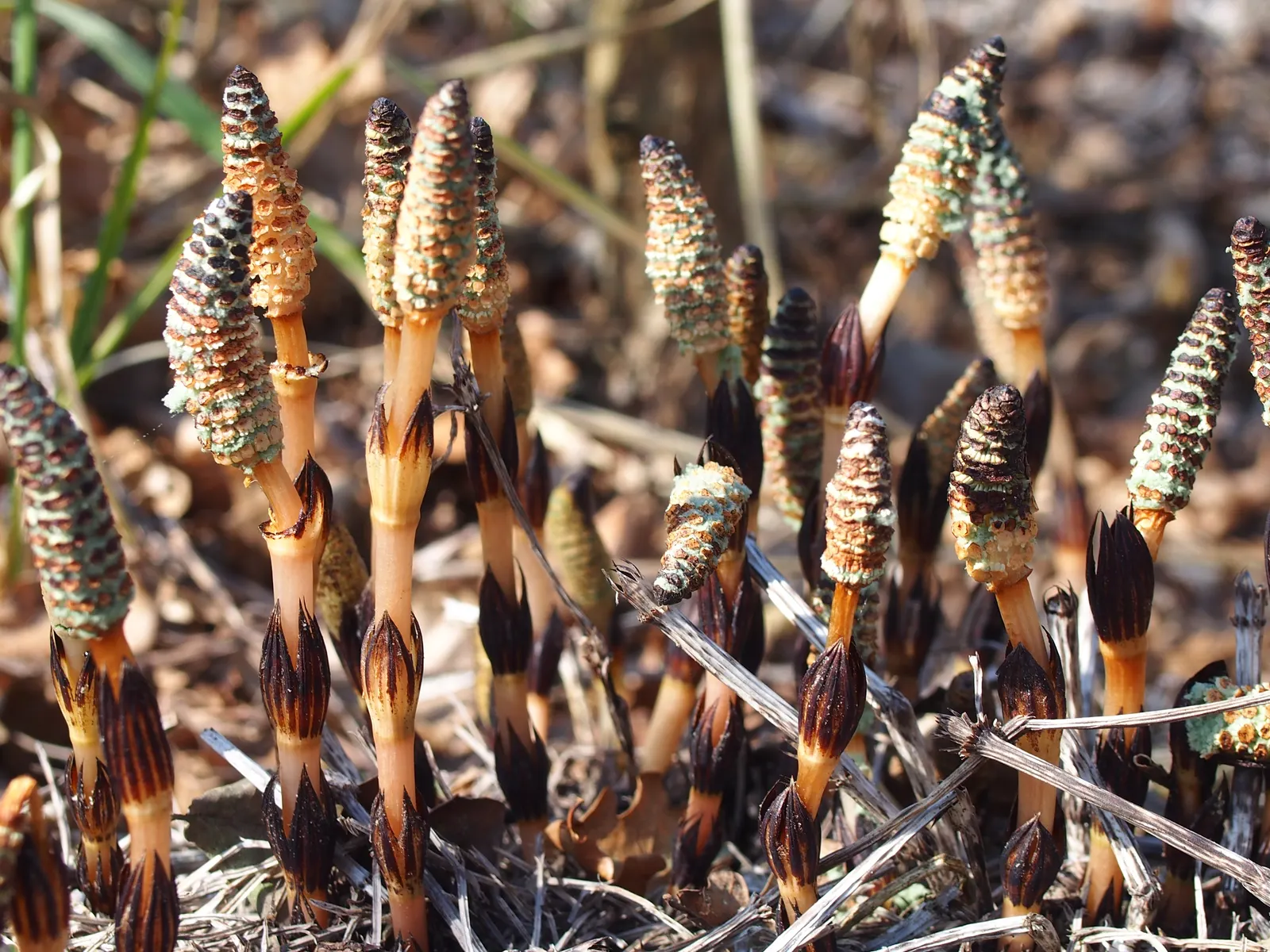 Horsetail (Equisetum Hyemale) — Noted for its verticality, this reed-like plant boasts dark green, bamboo-like segments and rough texture; also, image 100