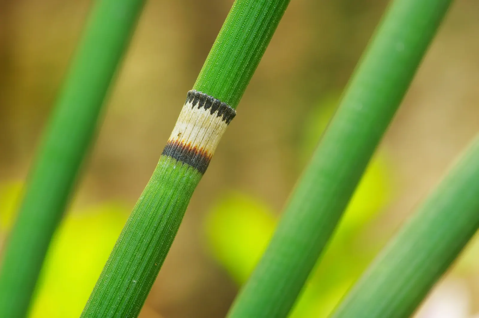 Horsetail (Equisetum Hyemale) — Horsetail produces cone-like structures (strobili) at the stem tips; renowned for its hardiness and distinctive aesthetic