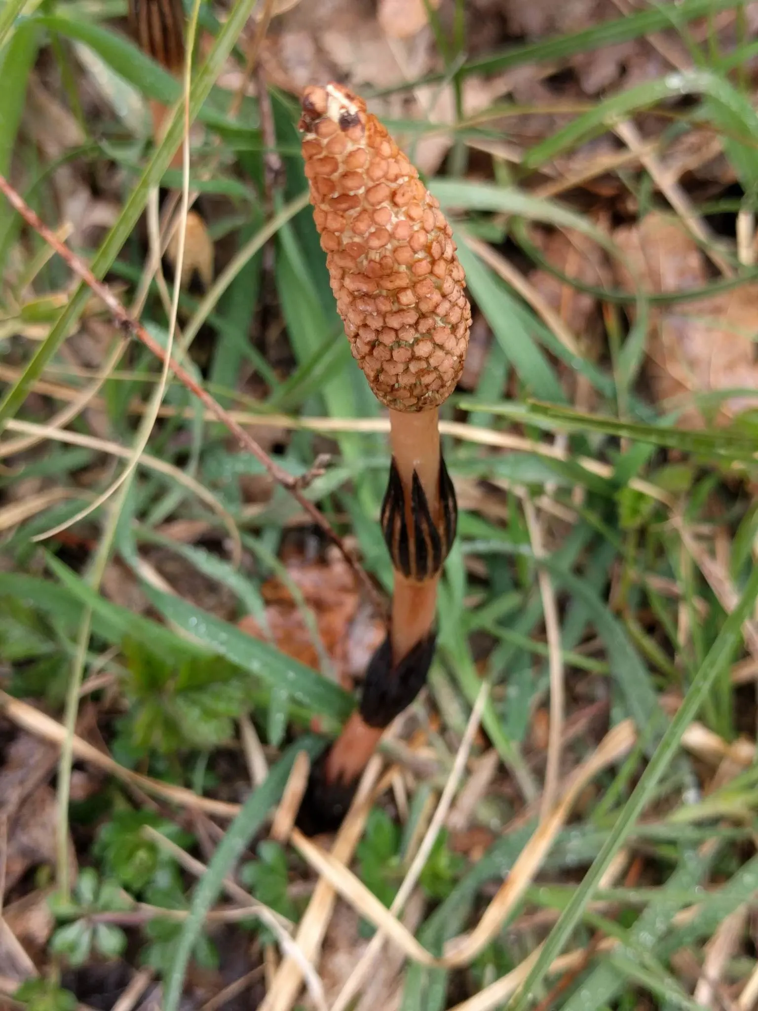 Horsetail (Equisetum Hyemale) — preferring partial to full sun exposure; low-maintenance option for adding structure to water garden designs, image 111