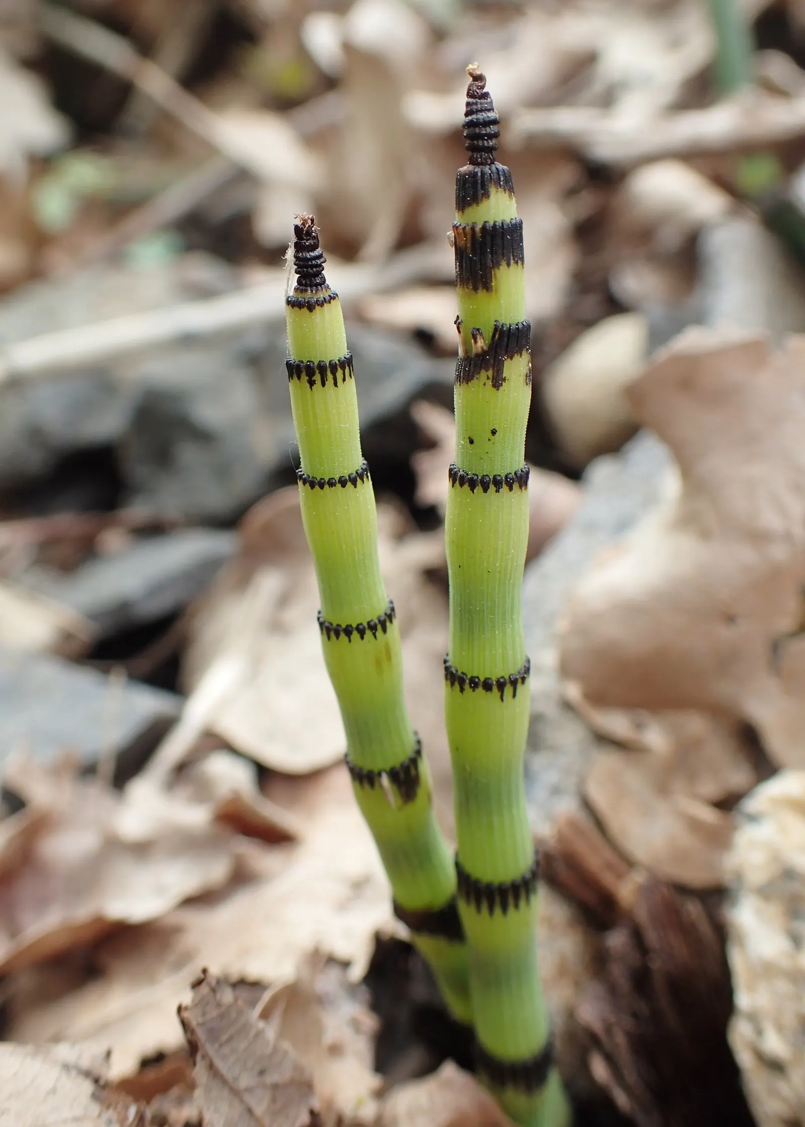 Horsetail (Equisetum Hyemale) — The plant thrives in moist; is a perennial fern ally that can inject structural elegance into any landscape design, image 53