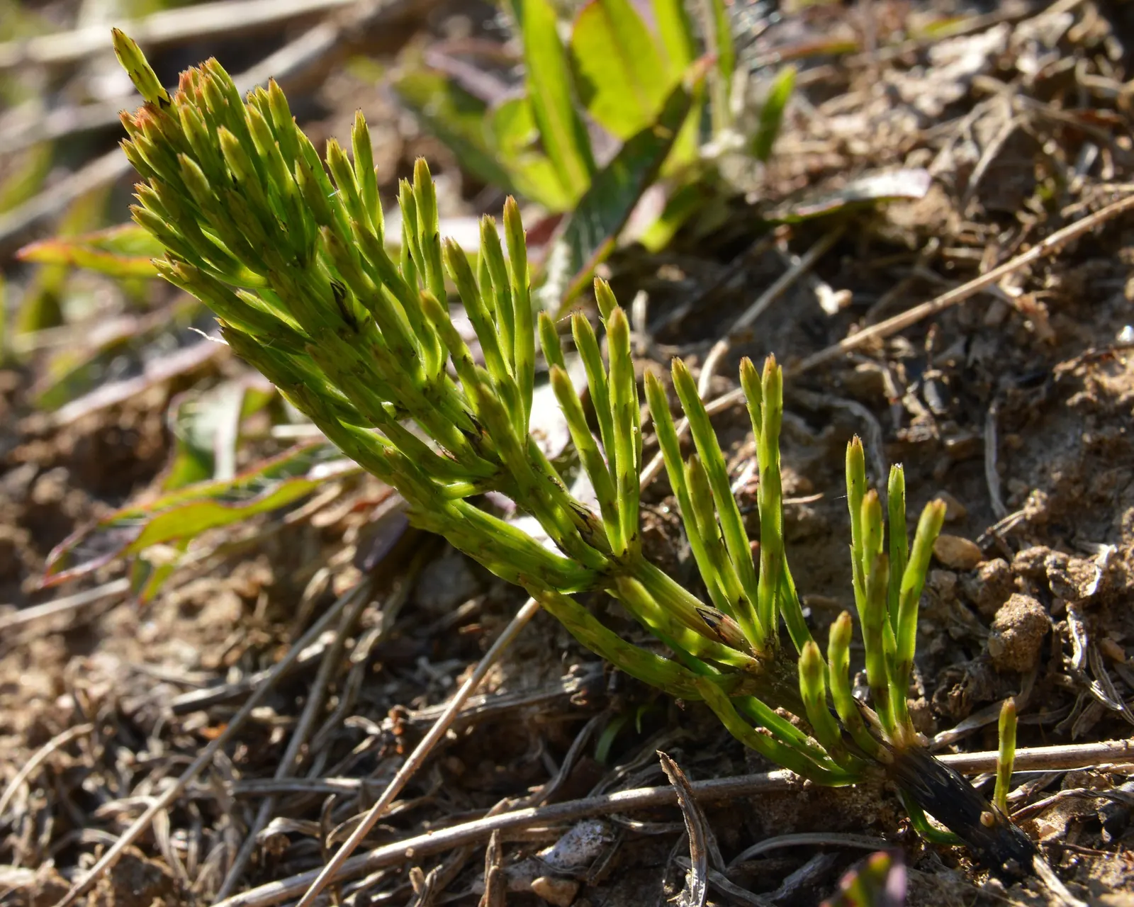 Horsetail (Equisetum Hyemale) — It excels in wet soil conditions; which release spores - a unique trait not found in flowering plants.<br><br>Ideal, image 88