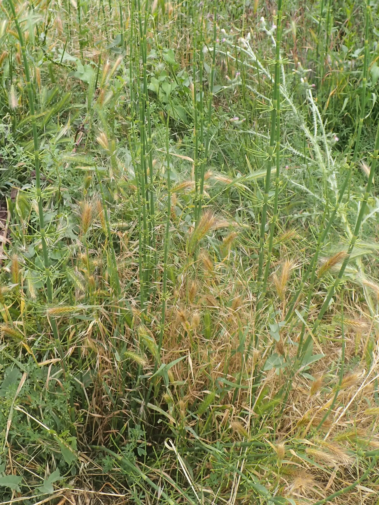 Horsetail (Equisetum Hyemale) — As a non-flowering plant, it provides year-round visual interest with very limited required intervention; making it a perfect