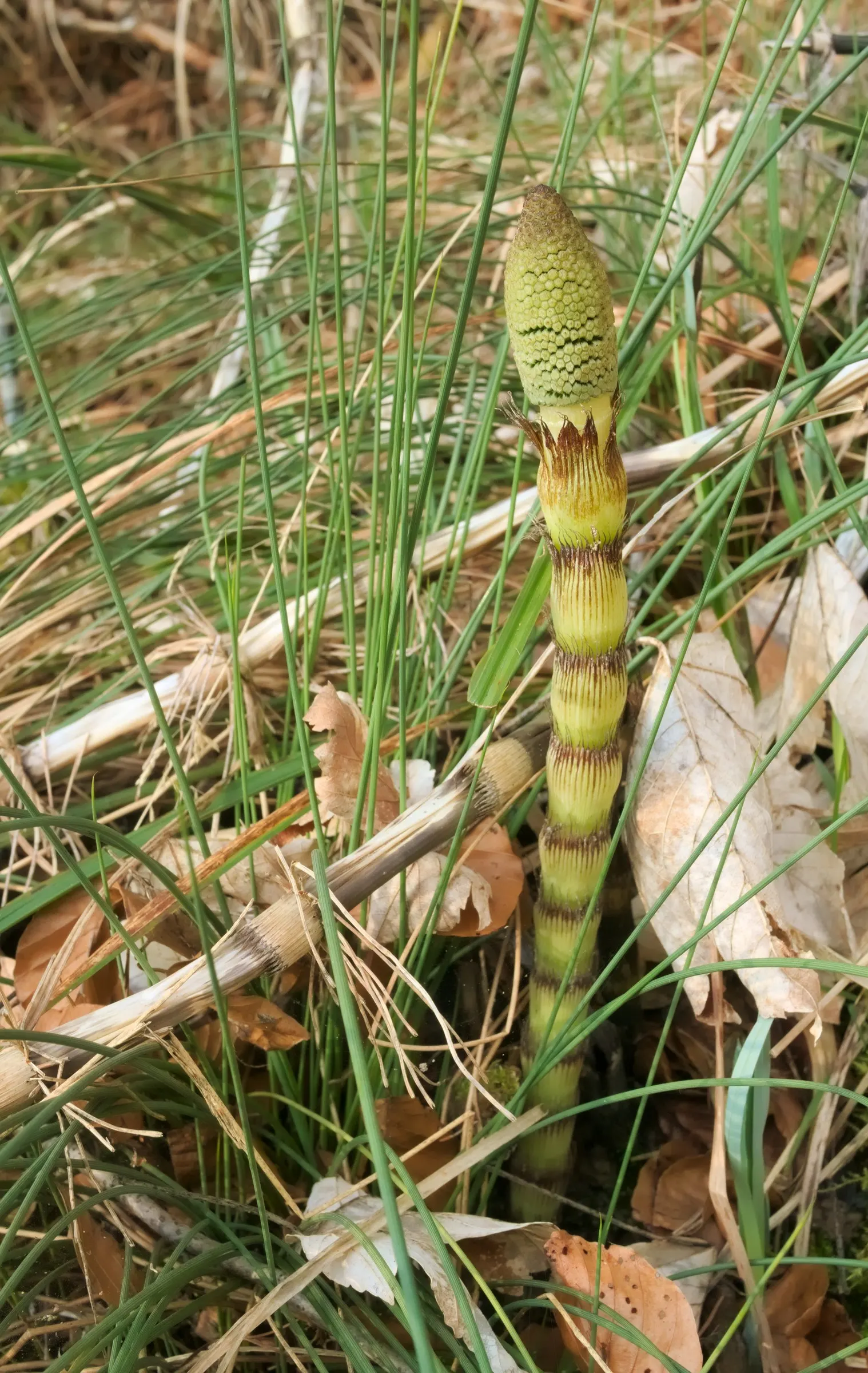 Horsetail (Equisetum Hyemale) — low-maintenance option for adding structure to water garden designs; preferring partial to full sun exposure