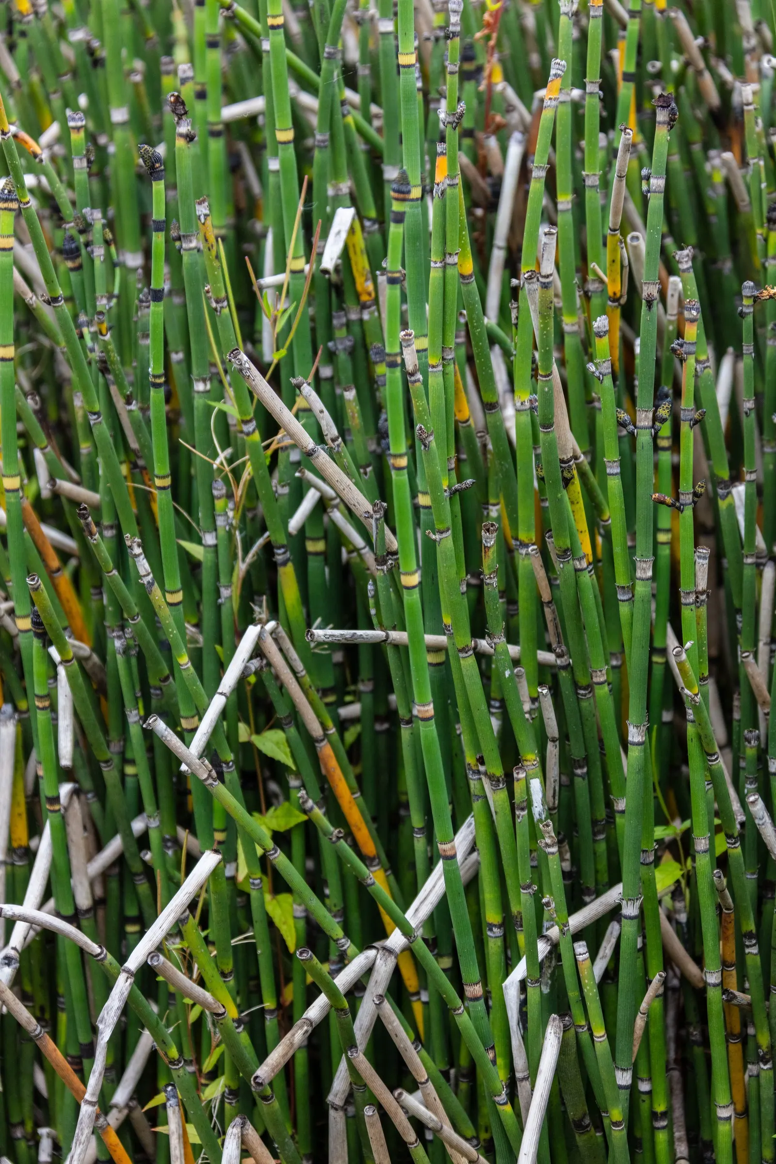 Horsetail (Equisetum Hyemale) — is a perennial fern ally that can inject structural elegance into any landscape design; the plant thrives in moist, image 56