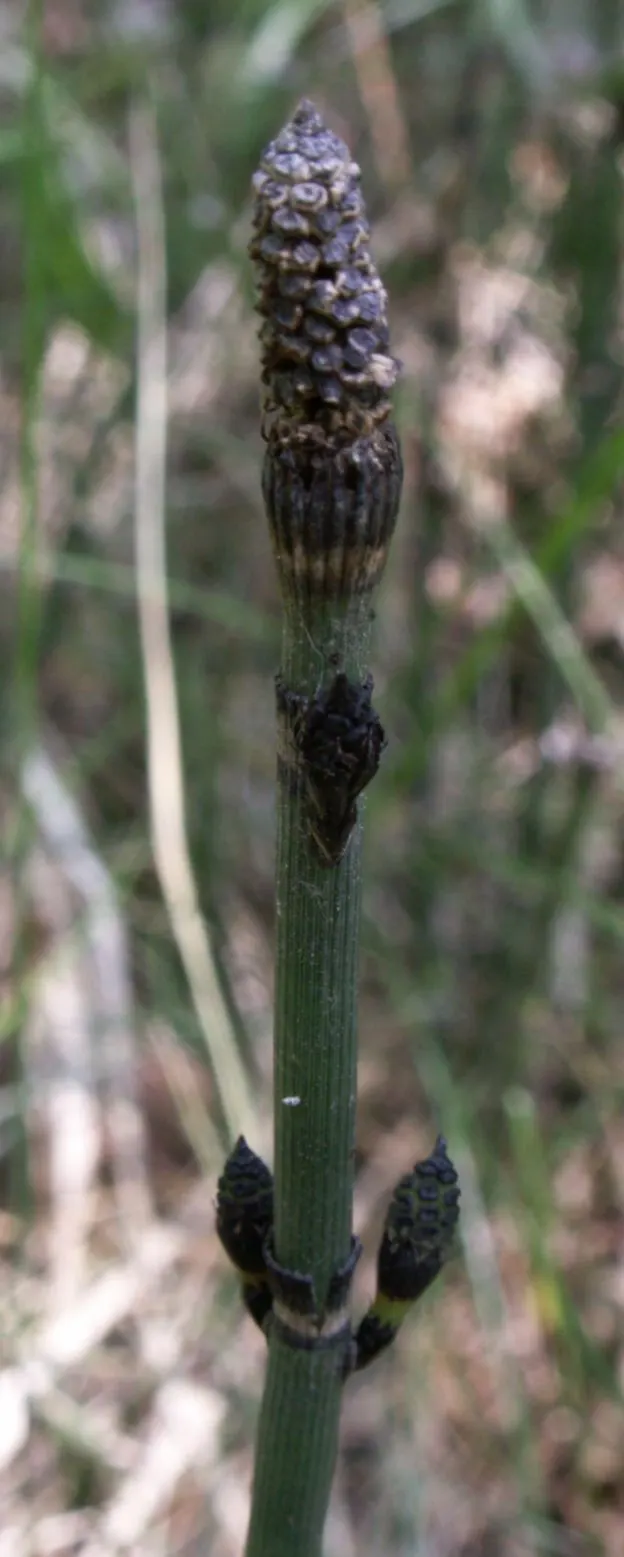 Horsetail (Equisetum Hyemale) — Equisetum hyemale thrives in USDA hardiness zones 4 through 9; architectural element in their garden space