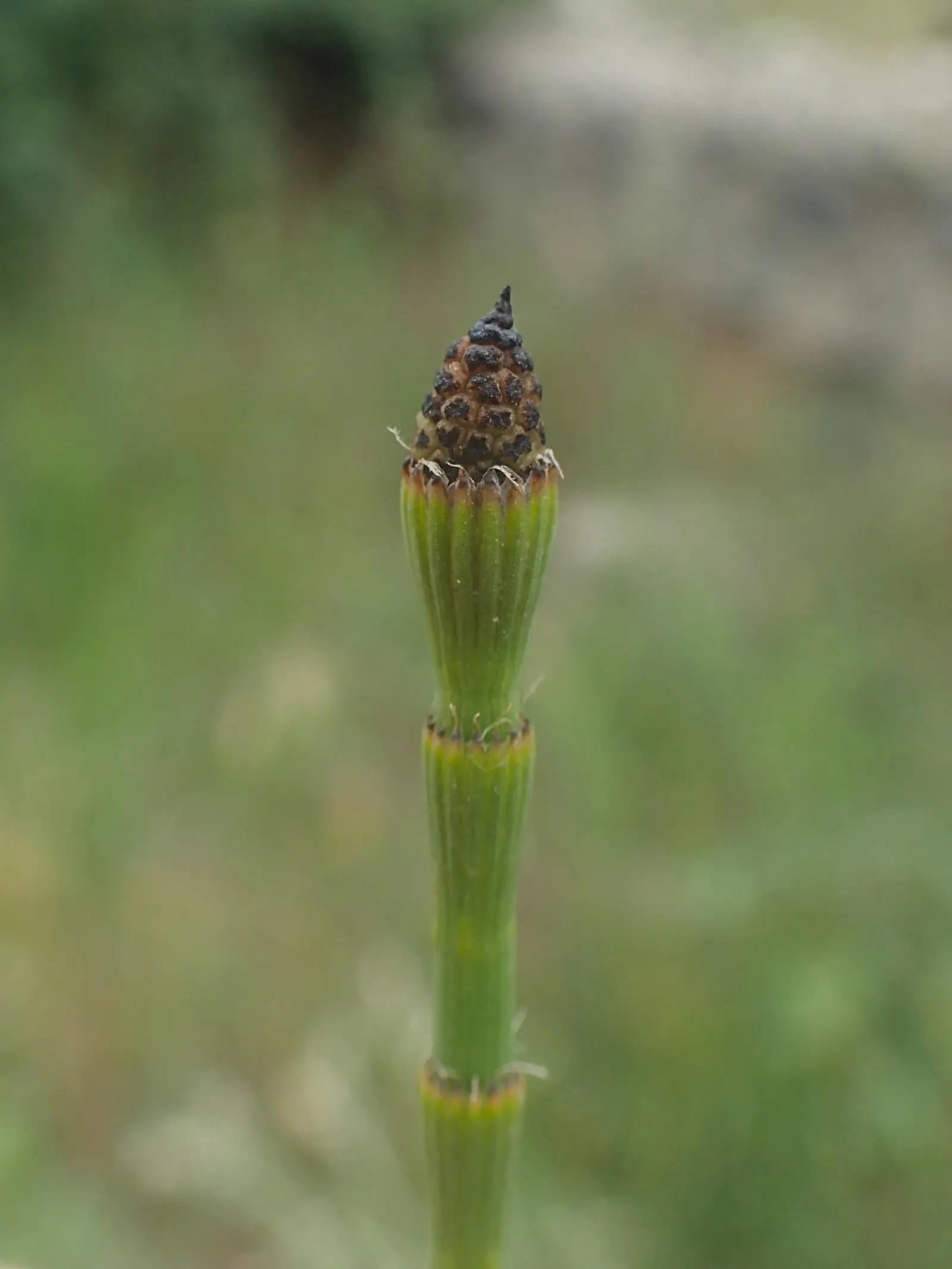 Horsetail (Equisetum Hyemale) — also known as Scouring Rush; noted for its verticality, this reed-like plant boasts dark green, bamboo-like, image 49
