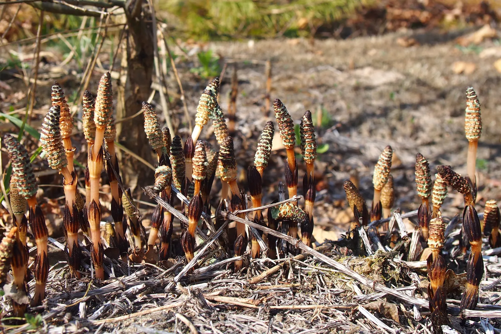 Horsetail (Equisetum Hyemale) — commonly known as Horsetail or Scouring Rush; horsetail is a compelling choice for clients desiring a modern, image 103