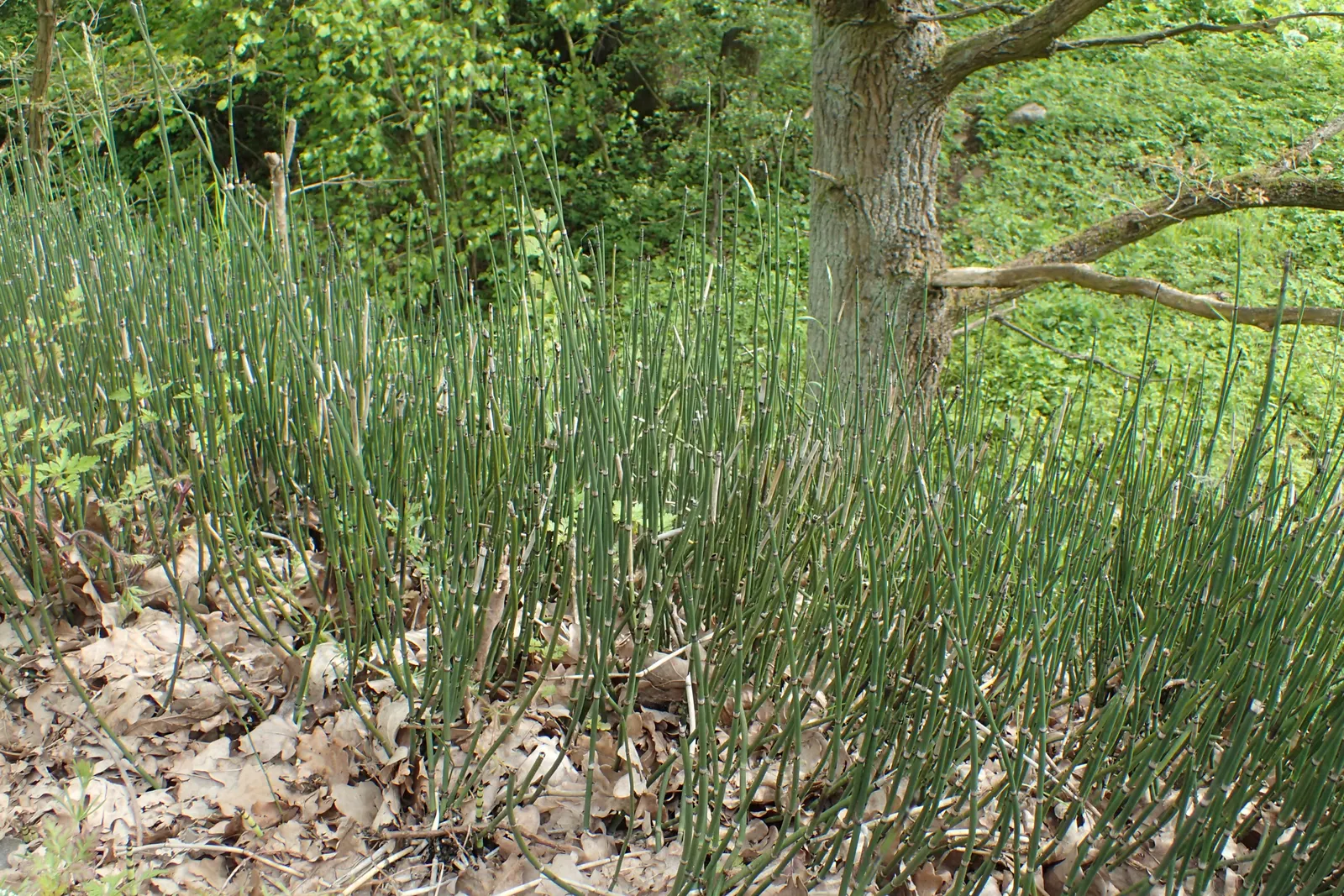 Horsetail (Equisetum Hyemale) — Noted for its verticality, this reed-like plant boasts dark green, bamboo-like segments and rough texture; also, image 52