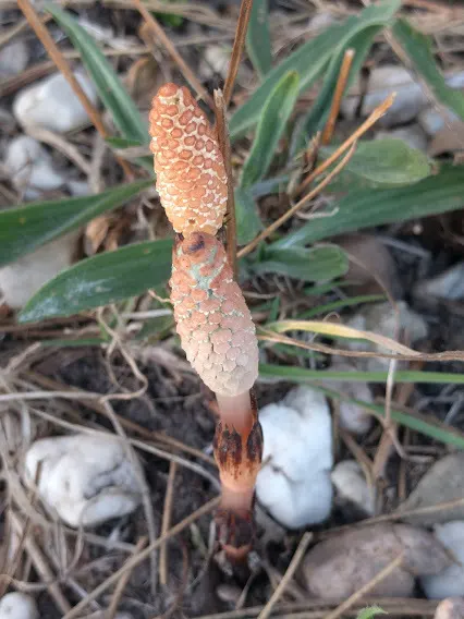 Horsetail (Equisetum Hyemale) — or even rain gardens where other plants may struggle; it stands about 2 to 4 feet tall (24-48 inches) with a 1/2, image 114