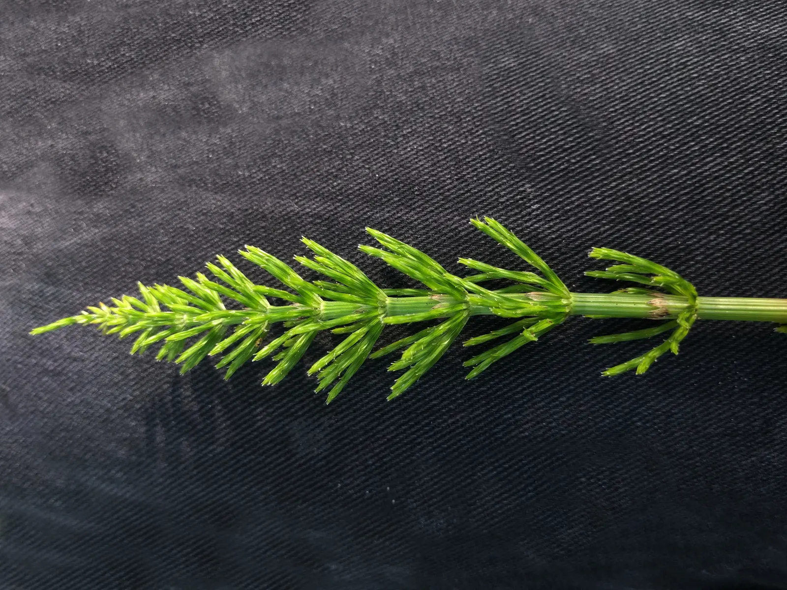 Horsetail (Equisetum Hyemale) — especially in drier conditions; jointed stems are a deep green with a bamboo-like appearance, image 115