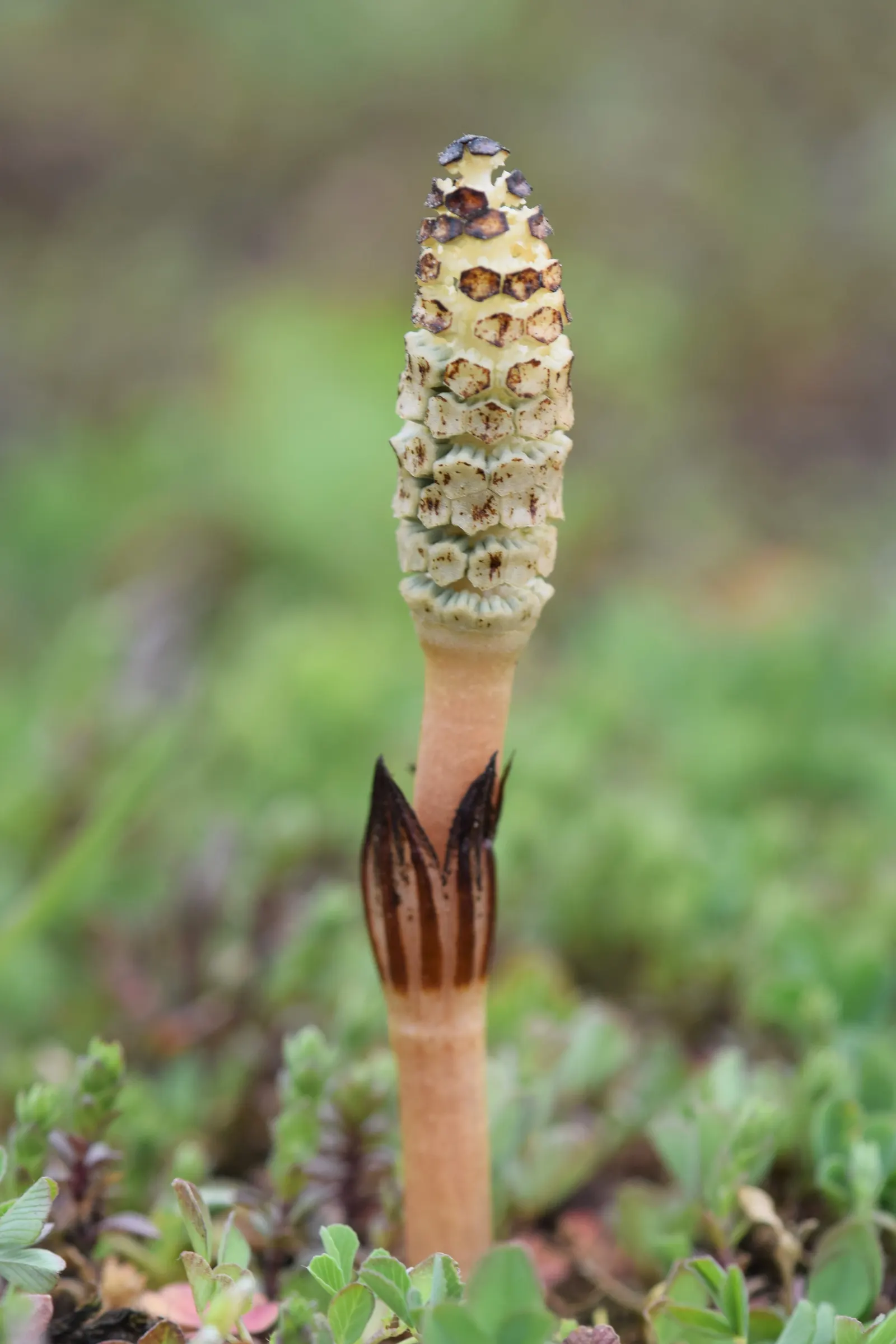 Horsetail (Equisetum Hyemale) — is a perennial fern ally characterized by its striking; whorled leaves that fuse into black-banded, image 122