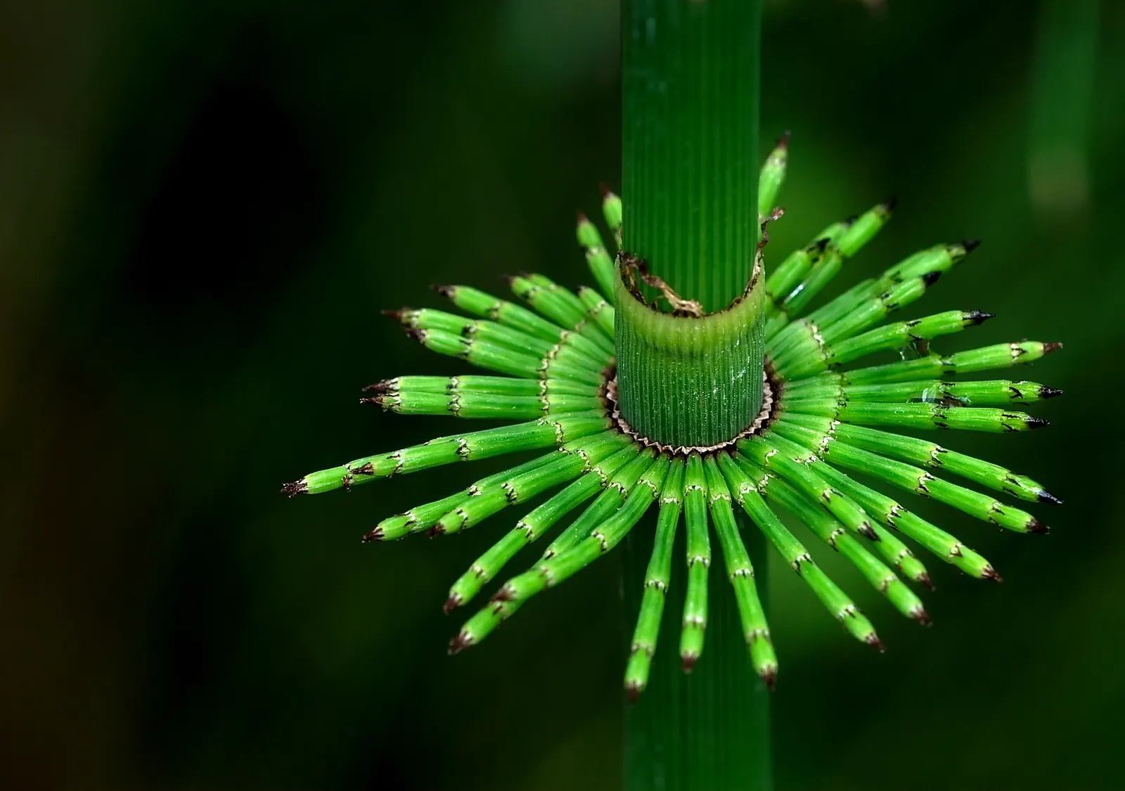 Horsetail (Equisetum Hyemale) — also known as Scouring Rush; noted for its verticality, this reed-like plant boasts dark green, bamboo-like, image 121