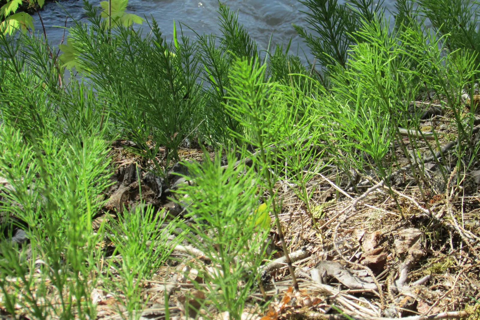 Horsetail (Equisetum Hyemale) — Equisetum hyemale thrives in USDA hardiness zones 4 through 9; architectural element in their garden space, image 86