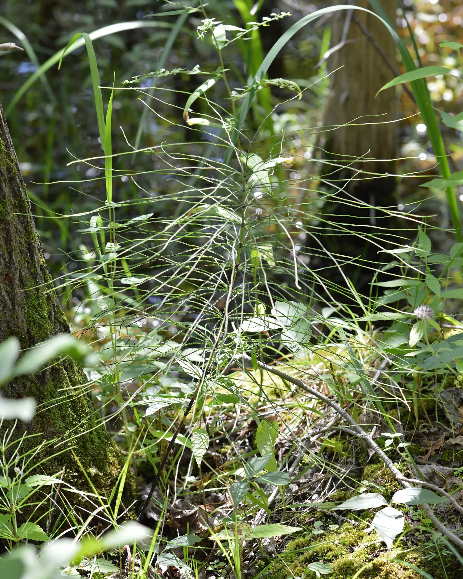 Horsetail (Equisetum Hyemale) — It stands about 2 to 4 feet tall (24-48 inches) with a 1/2 inch diameter; or even rain gardens where other plants, image 99