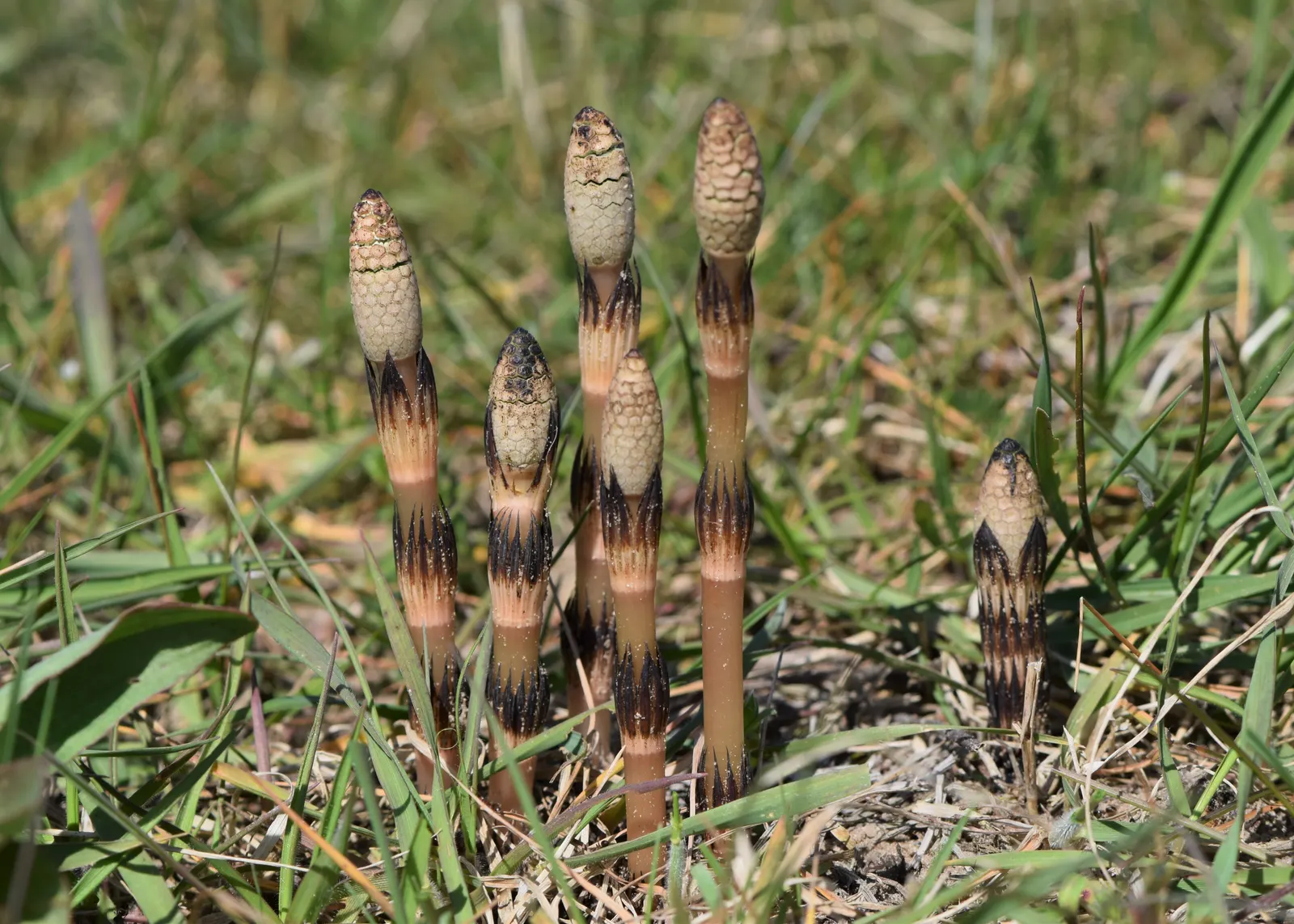 Horsetail (Equisetum Hyemale) — grass / perennial for half; with its striking vertical lines and textural qualities, image 120