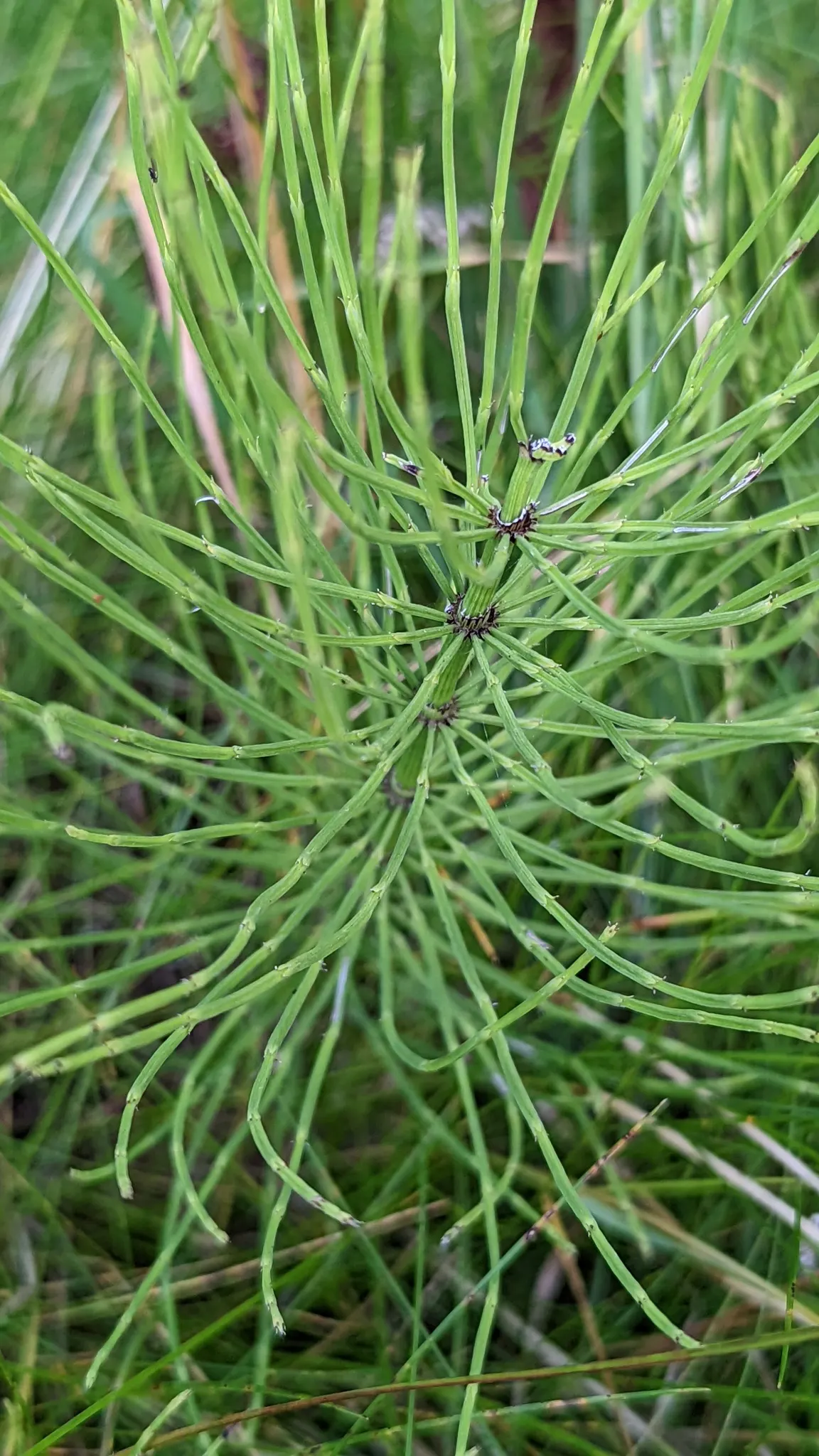 Horsetail (Equisetum Hyemale) — which release spores - a unique trait not found in flowering plants.<br><br>Ideal for soggy; it excels in wet soil, image 109