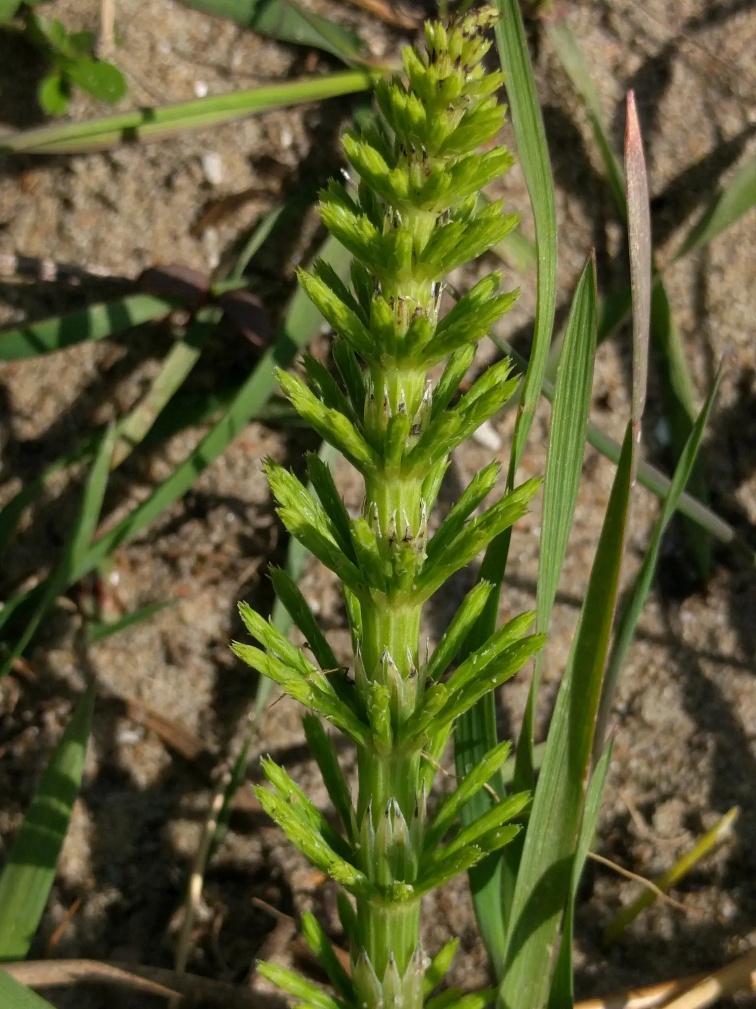 Horsetail (Equisetum Hyemale) — It excels in wet soil conditions; which release spores - a unique trait not found in flowering plants.<br><br>Ideal, image 112