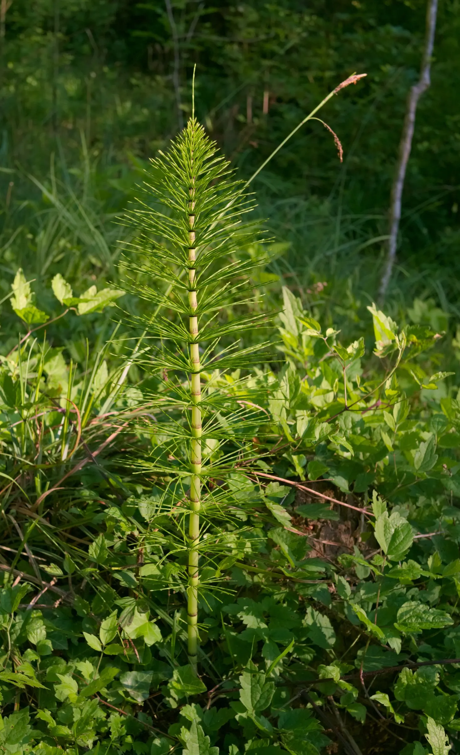 Horsetail (Equisetum Hyemale) — preferring partial to full sun exposure; low-maintenance option for adding structure to water garden designs, image 87