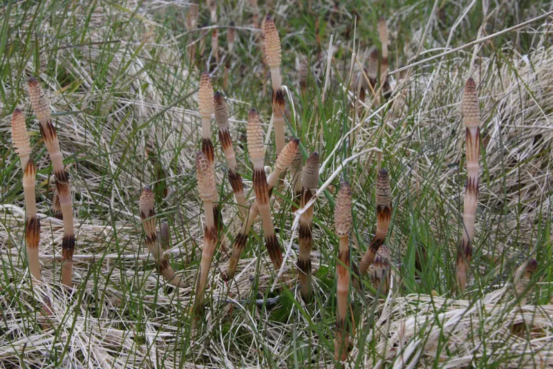 Horsetail (Equisetum Hyemale) — making it a perfect choice for water gardens; as a non-flowering plant, it provides year-round visual interest with, image 89