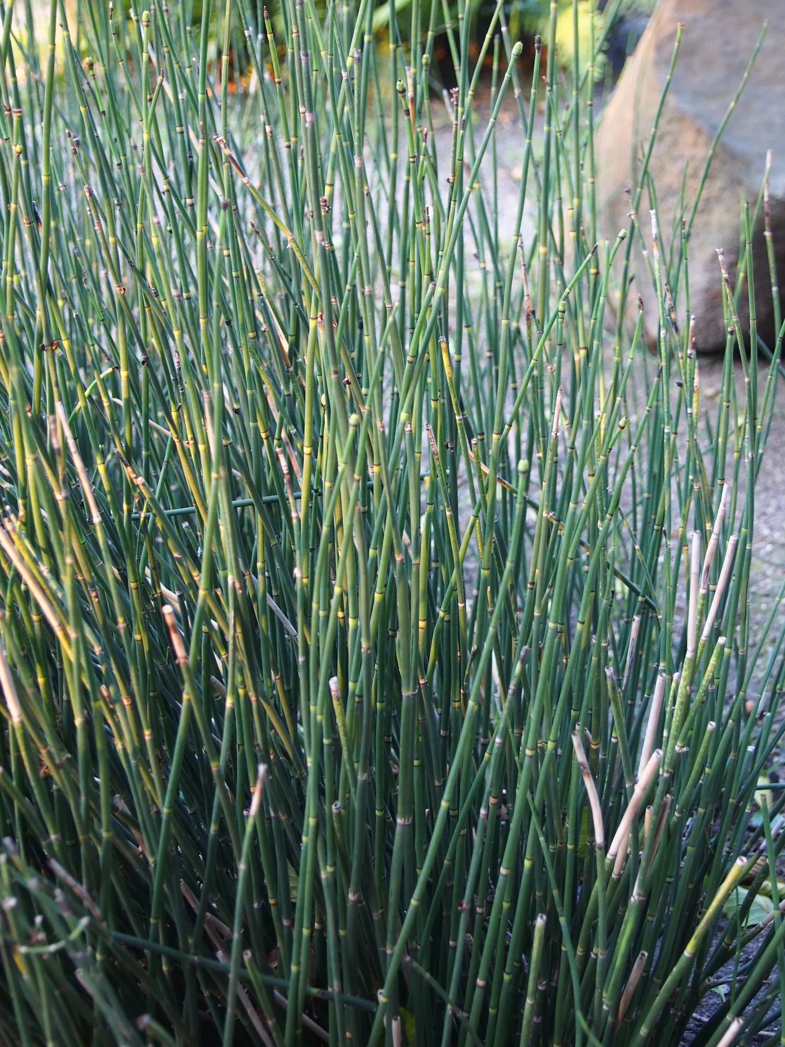 Horsetail (Equisetum Hyemale) — It excels in wet soil conditions; which release spores - a unique trait not found in flowering plants.<br><br>Ideal for soggy