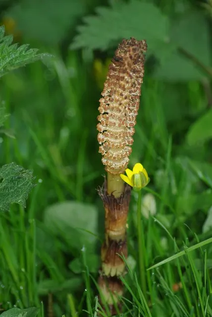 Horsetail (Equisetum Hyemale) — especially in drier conditions; jointed stems are a deep green with a bamboo-like appearance, image 91