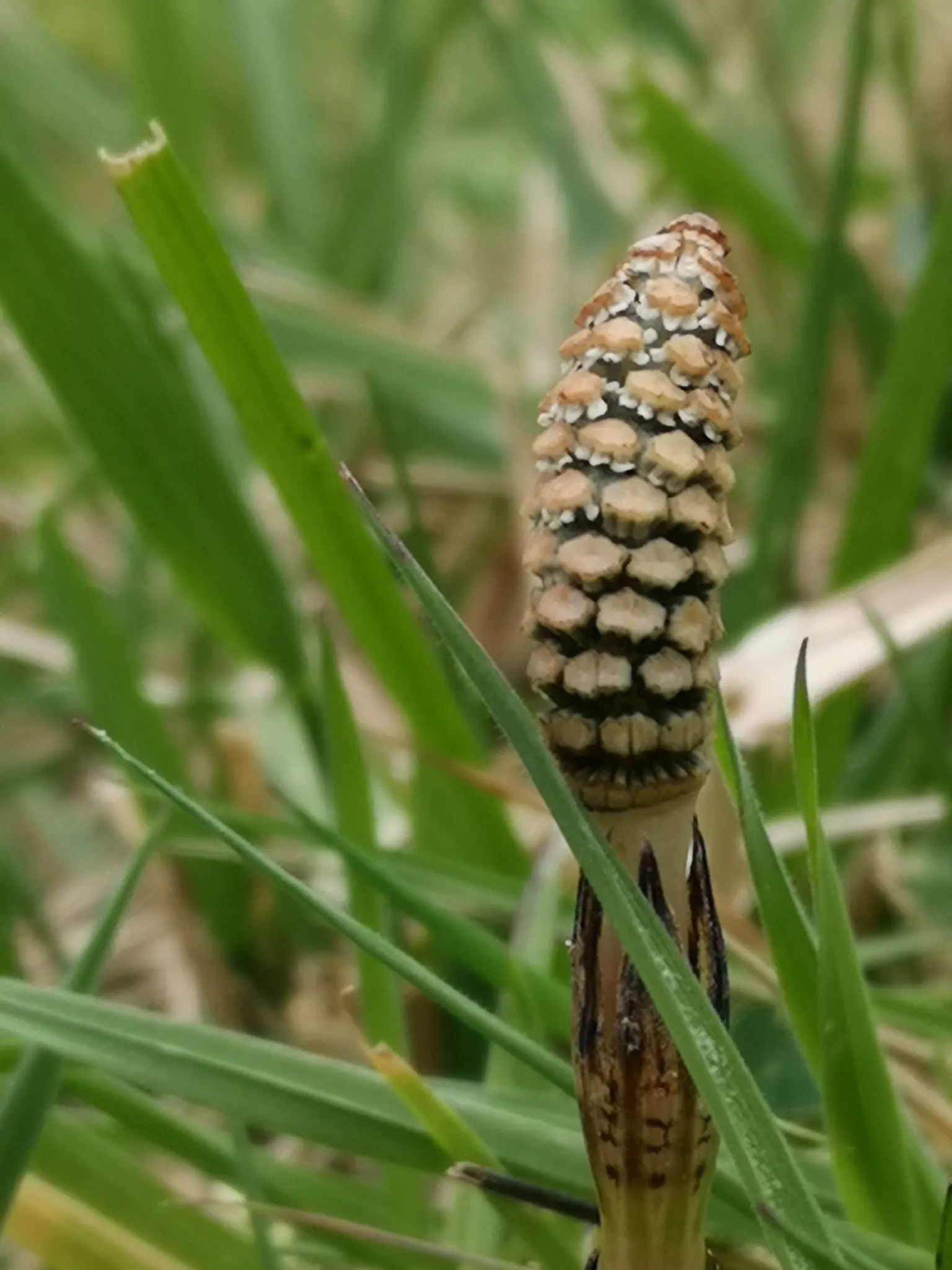 Horsetail (Equisetum Hyemale) — whorled leaves that fuse into black-banded; is a perennial fern ally characterized by its striking, image 107