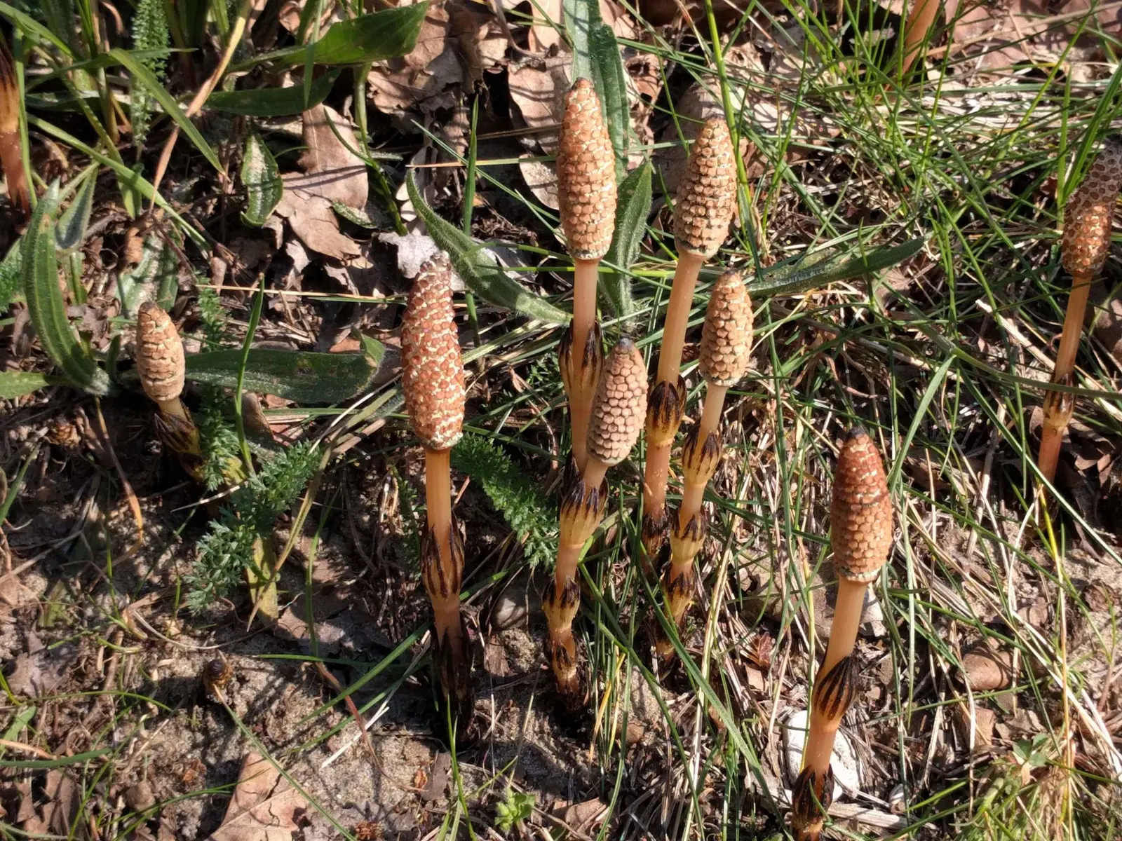 Horsetail (Equisetum Hyemale) — Horsetail produces cone-like structures (strobili) at the stem tips; renowned for its hardiness and distinctive, image 108