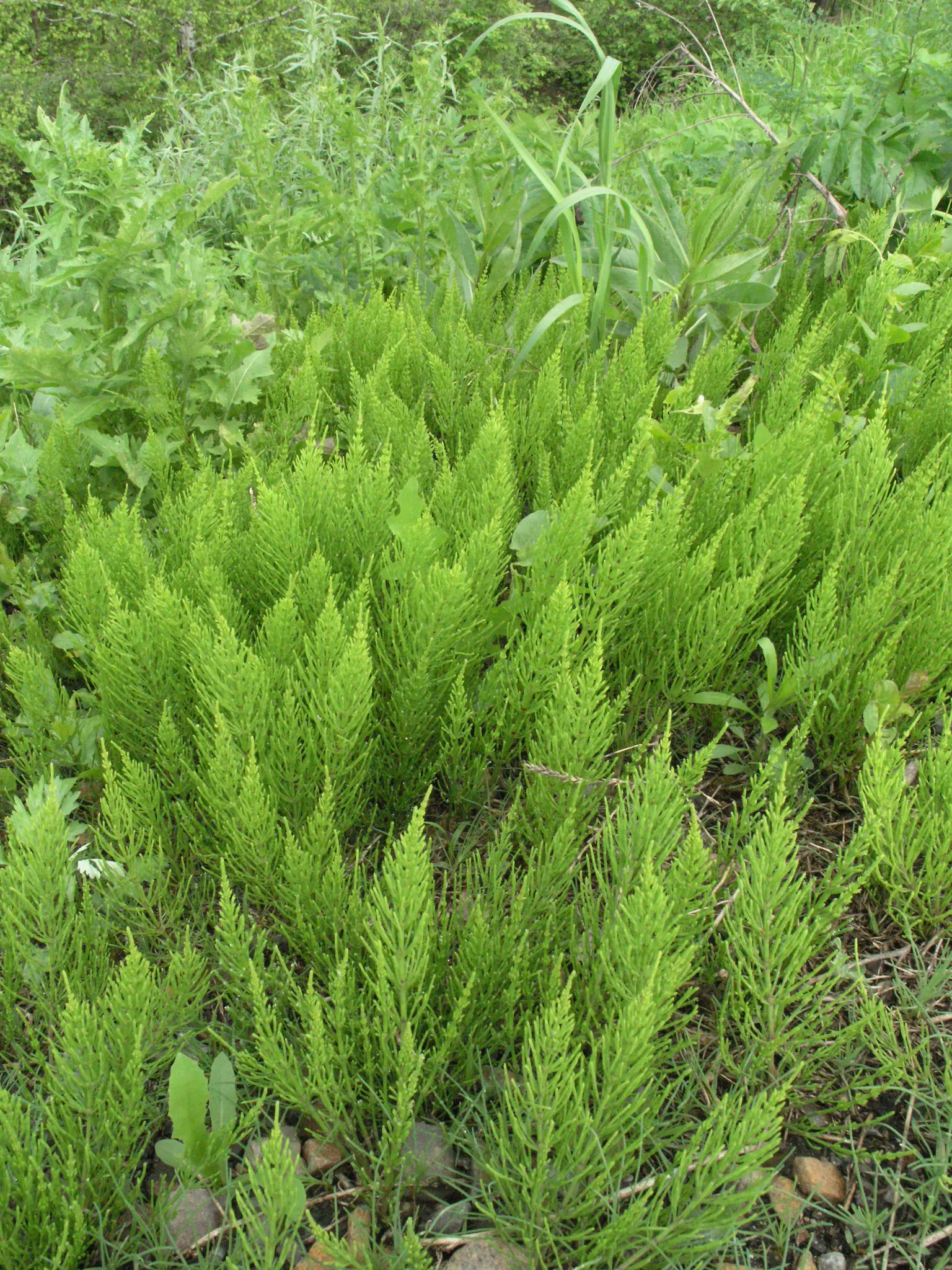 Horsetail (Equisetum Hyemale) — Noted for its verticality, this reed-like plant boasts dark green, bamboo-like segments and rough texture