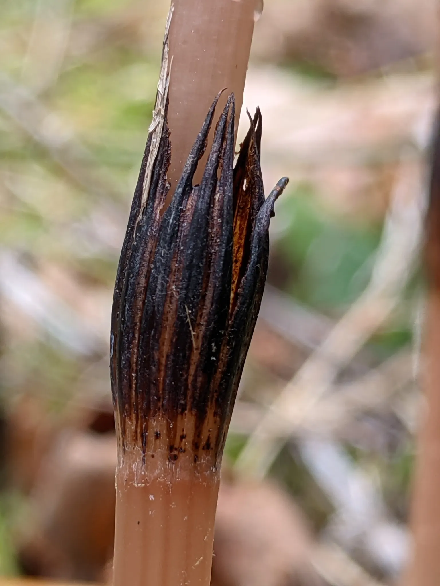Horsetail (Equisetum Hyemale) — It stands about 2 to 4 feet tall (24-48 inches) with a 1/2 inch diameter