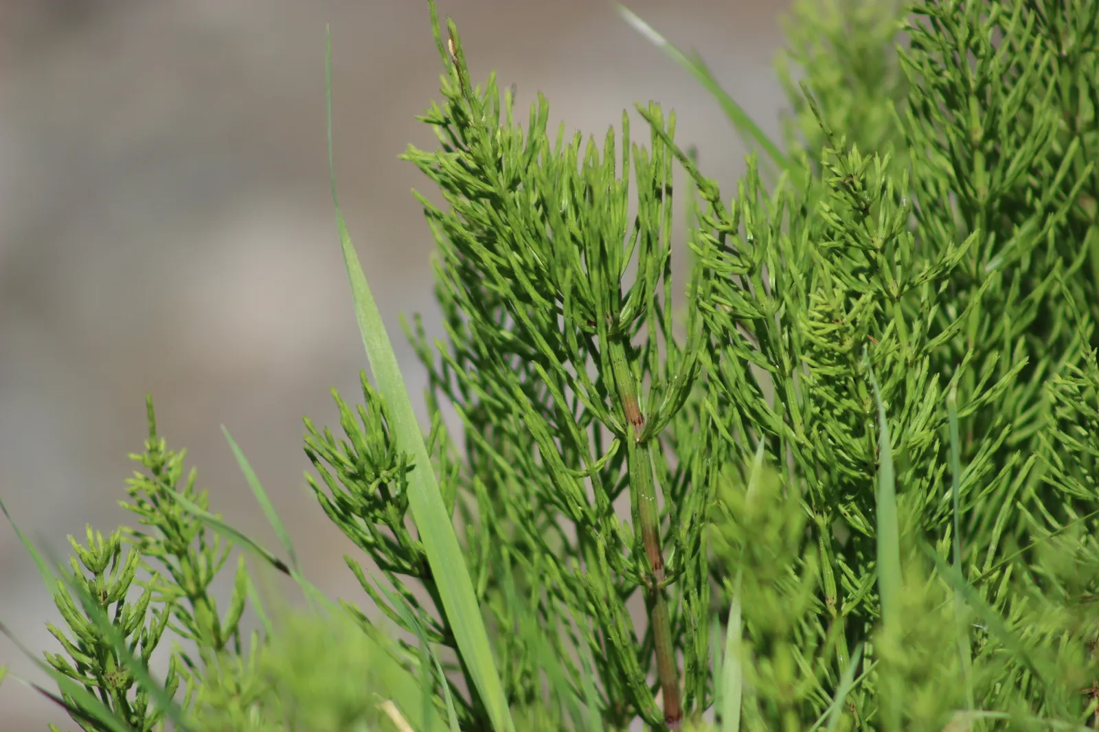 Horsetail (Equisetum Hyemale) — low-maintenance option for adding structure to water garden designs; preferring partial to full sun exposure, image 150