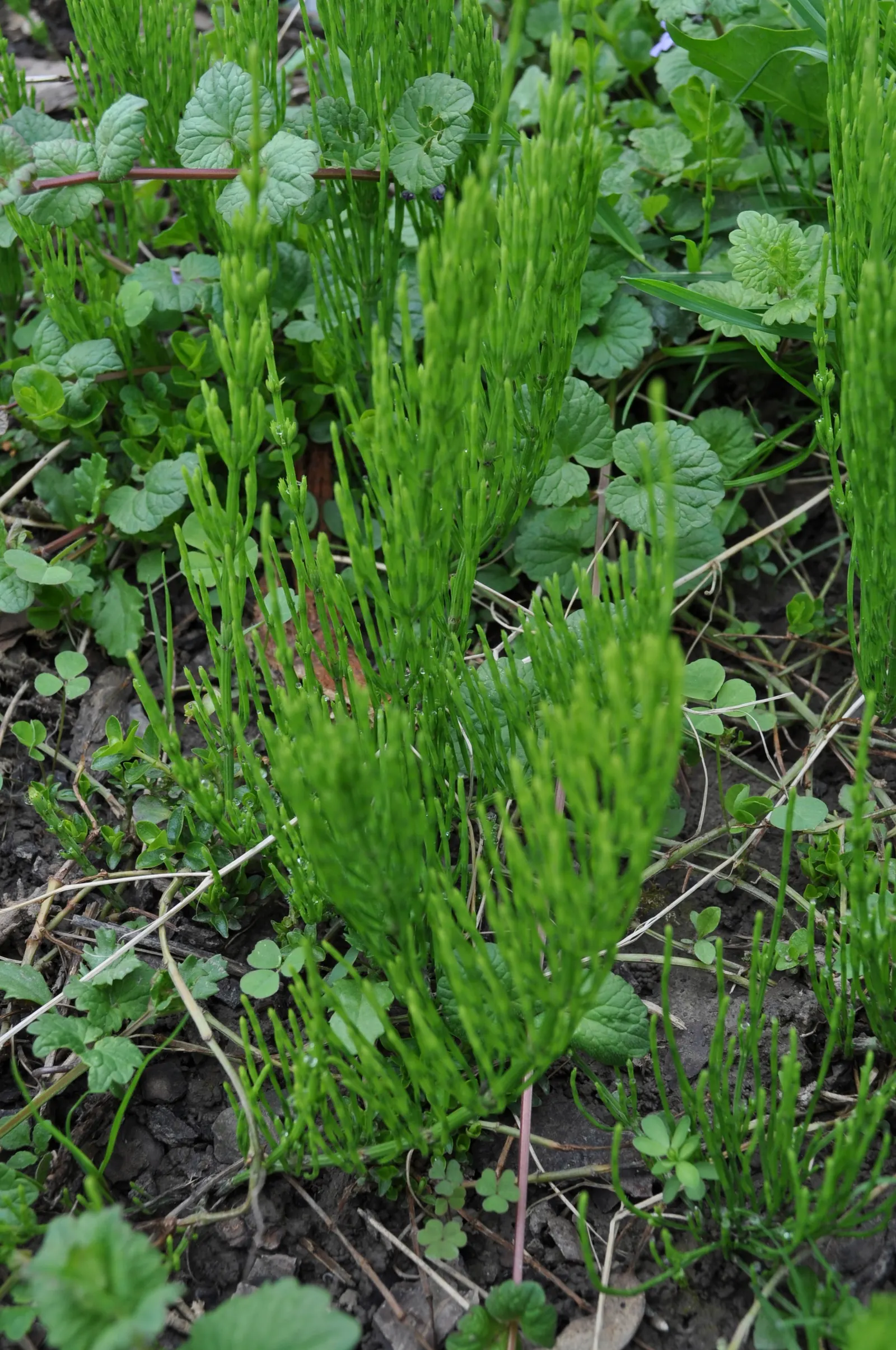 Horsetail (Equisetum Hyemale) — especially in drier conditions; jointed stems are a deep green with a bamboo-like appearance, image 139
