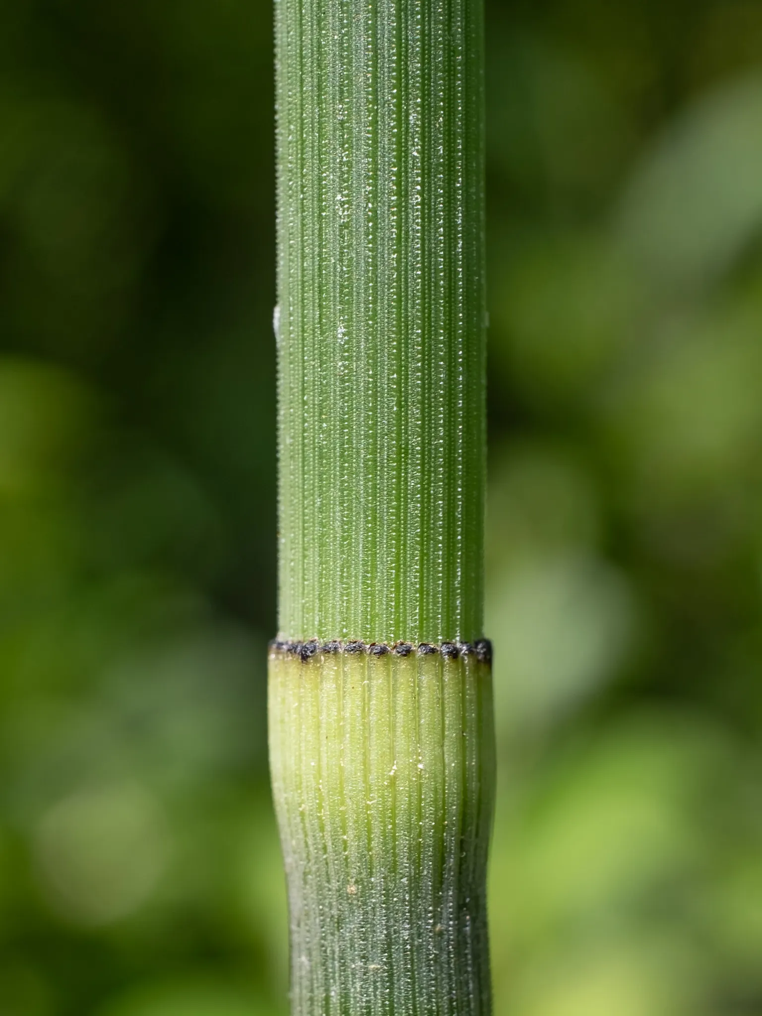 Horsetail (Equisetum Hyemale) — Horsetail produces cone-like structures (strobili) at the stem tips; renowned for its hardiness and distinctive, image 60