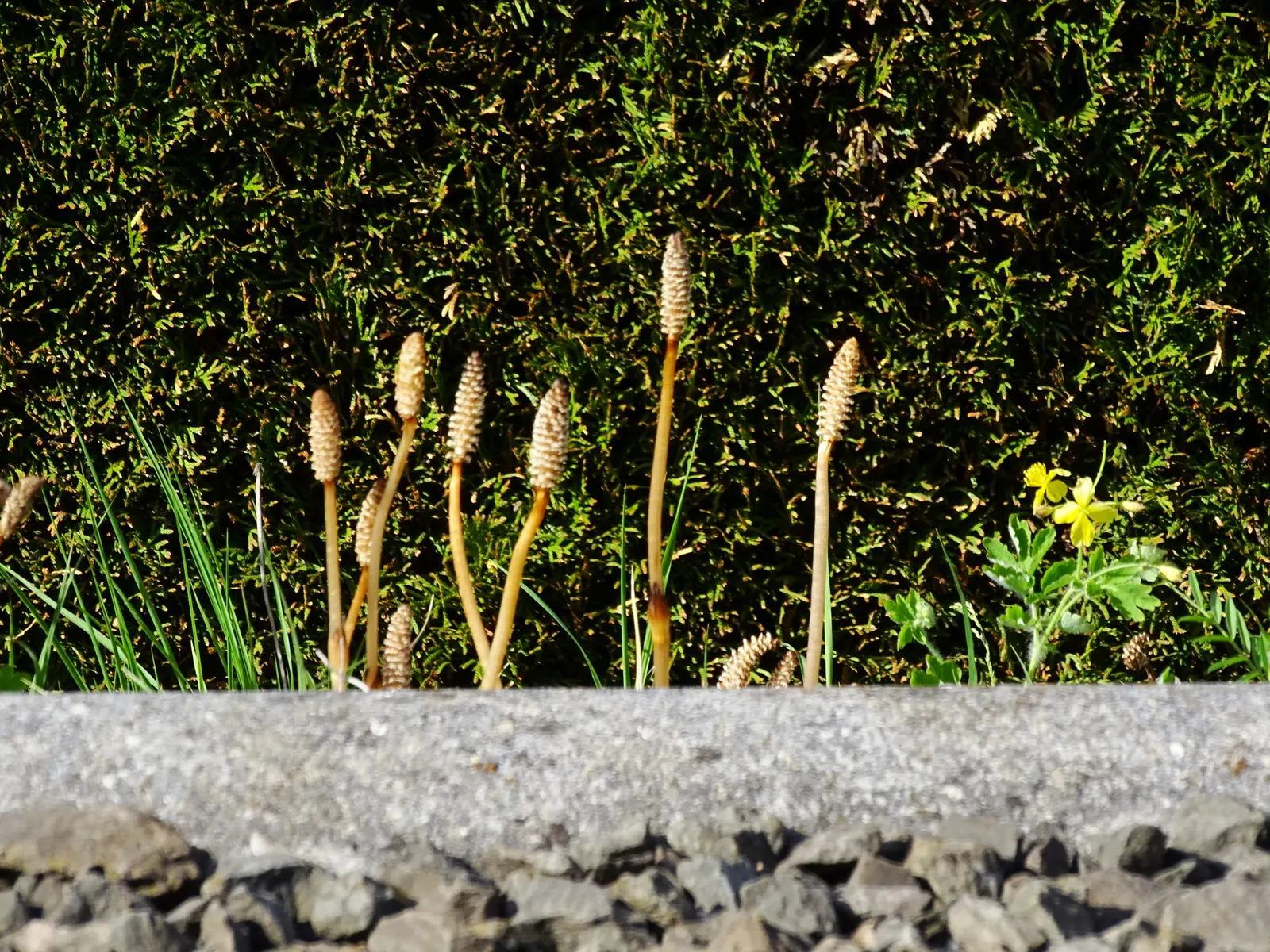Horsetail (Equisetum Hyemale) — low-maintenance option for adding structure to water garden designs