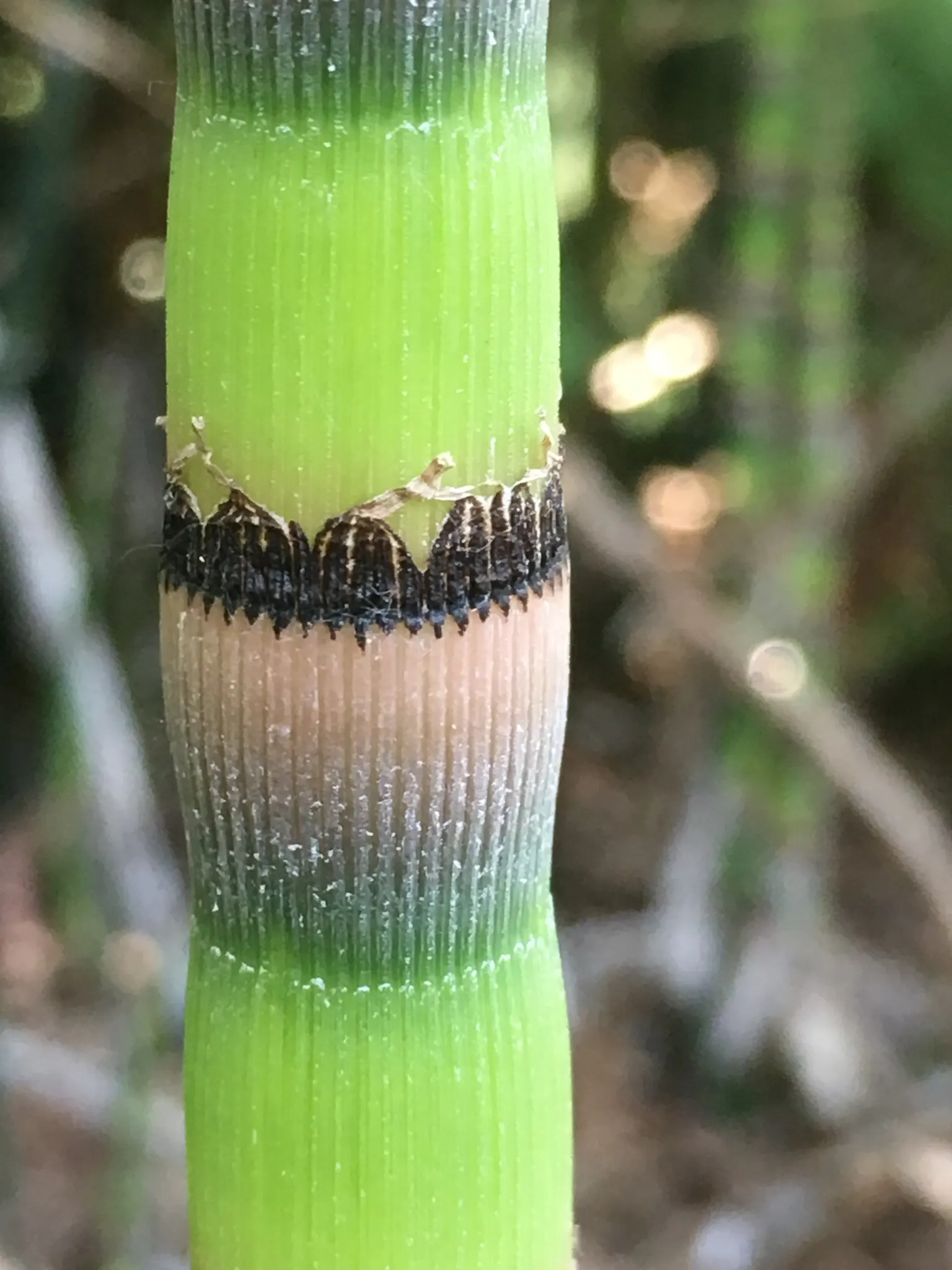 Horsetail (Equisetum Hyemale) — or even rain gardens where other plants may struggle; it stands about 2 to 4 feet tall (24-48 inches) with a 1/2, image 66
