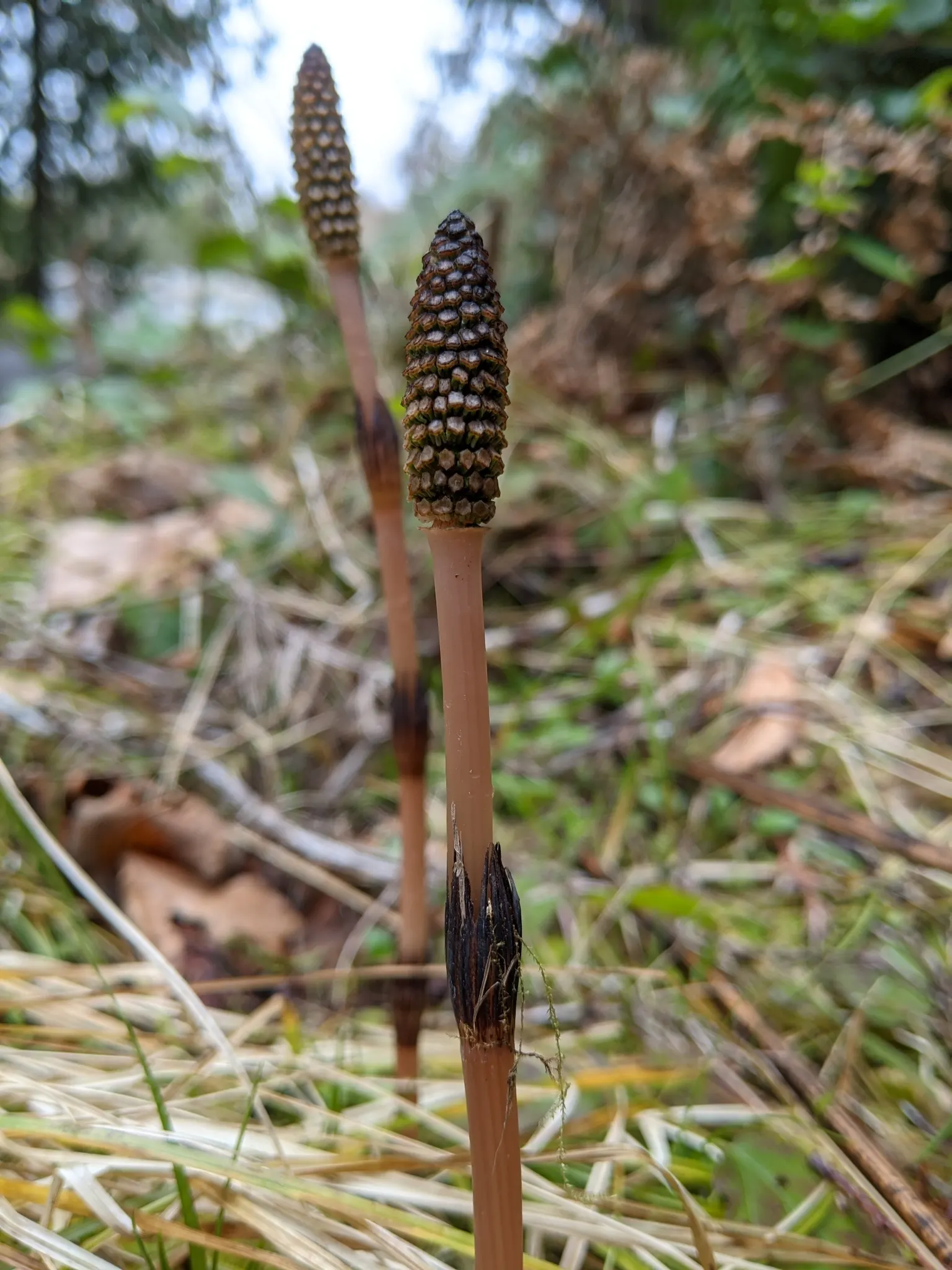 Horsetail (Equisetum Hyemale) — also known as Scouring Rush; noted for its verticality, this reed-like plant boasts dark green, bamboo-like, image 145