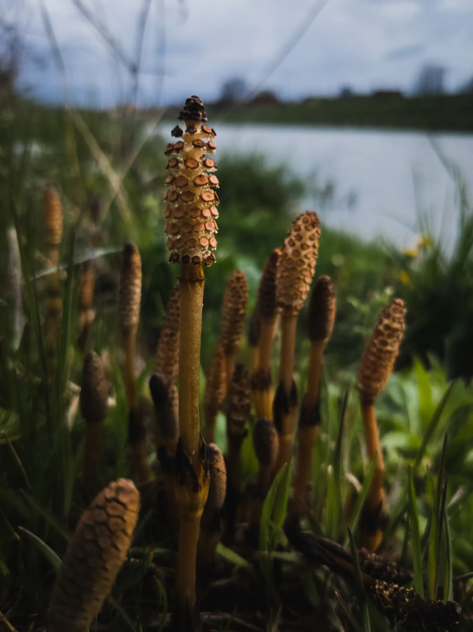 Horsetail (Equisetum Hyemale) — whorled leaves that fuse into black-banded; is a perennial fern ally characterized by its striking, image 131