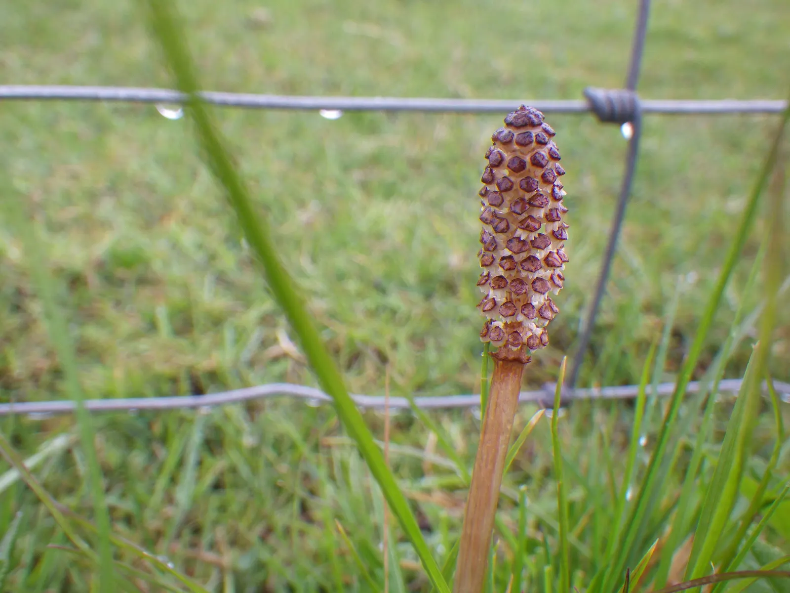Horsetail (Equisetum Hyemale) — Horsetail is a compelling choice for clients desiring a modern; commonly known as Horsetail or Scouring Rush, image 142